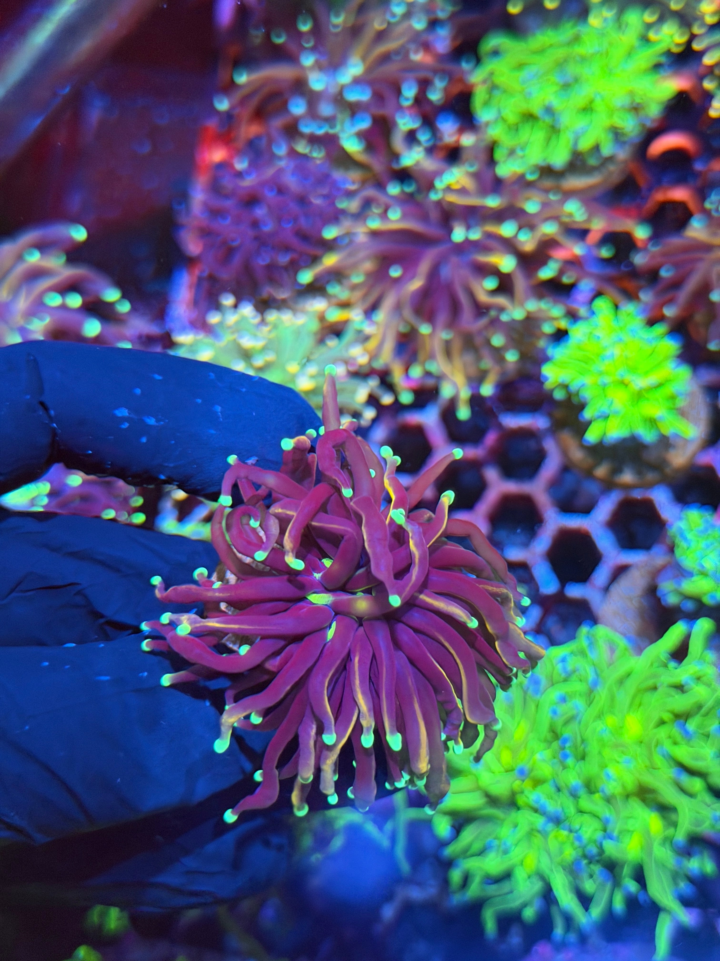 JEA Frost Bite Torch Coral 1 XL Head