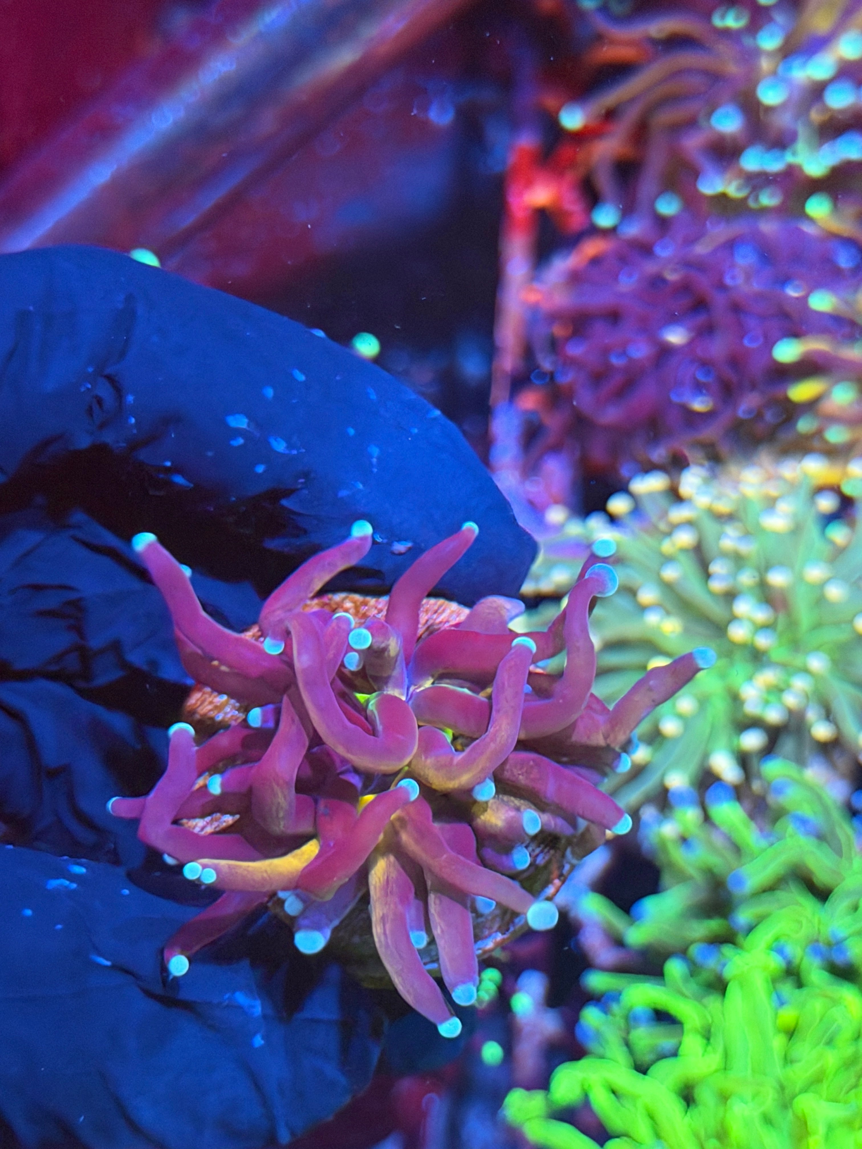 JEA Tiger 2.0 Torch Coral 1 XL Head