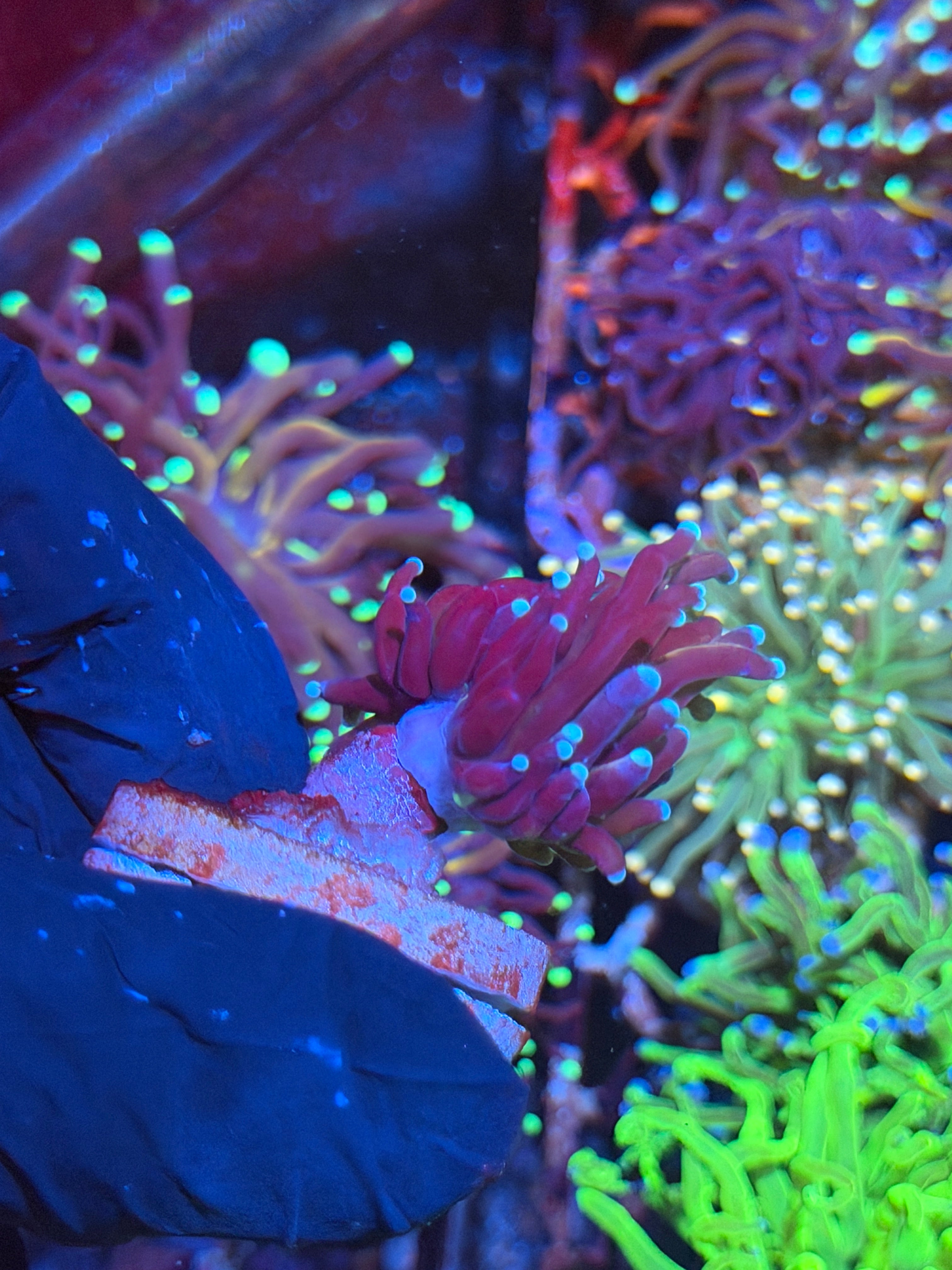 JEA Tiger 2.0 Torch Coral 1 XL Head