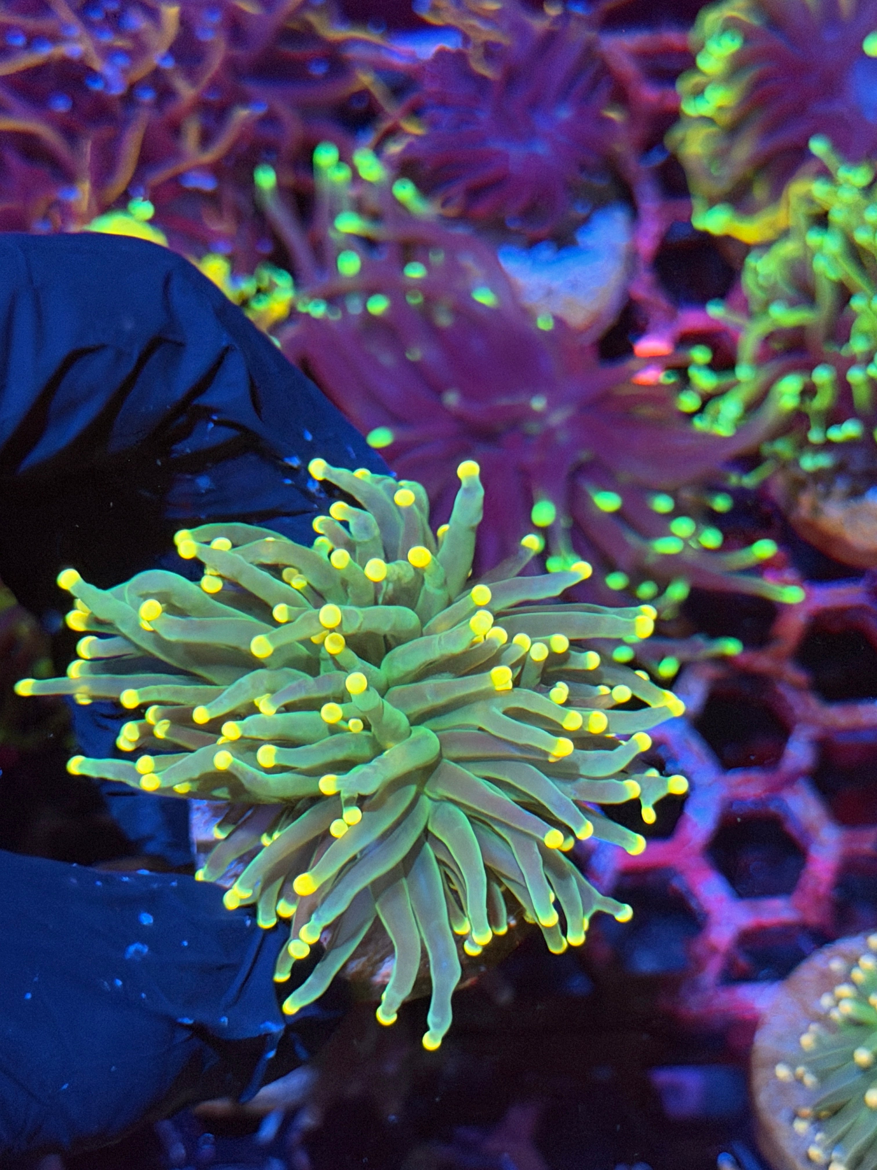 JEA Lemon Drop Torch Coral 1 XL Head Splitting
