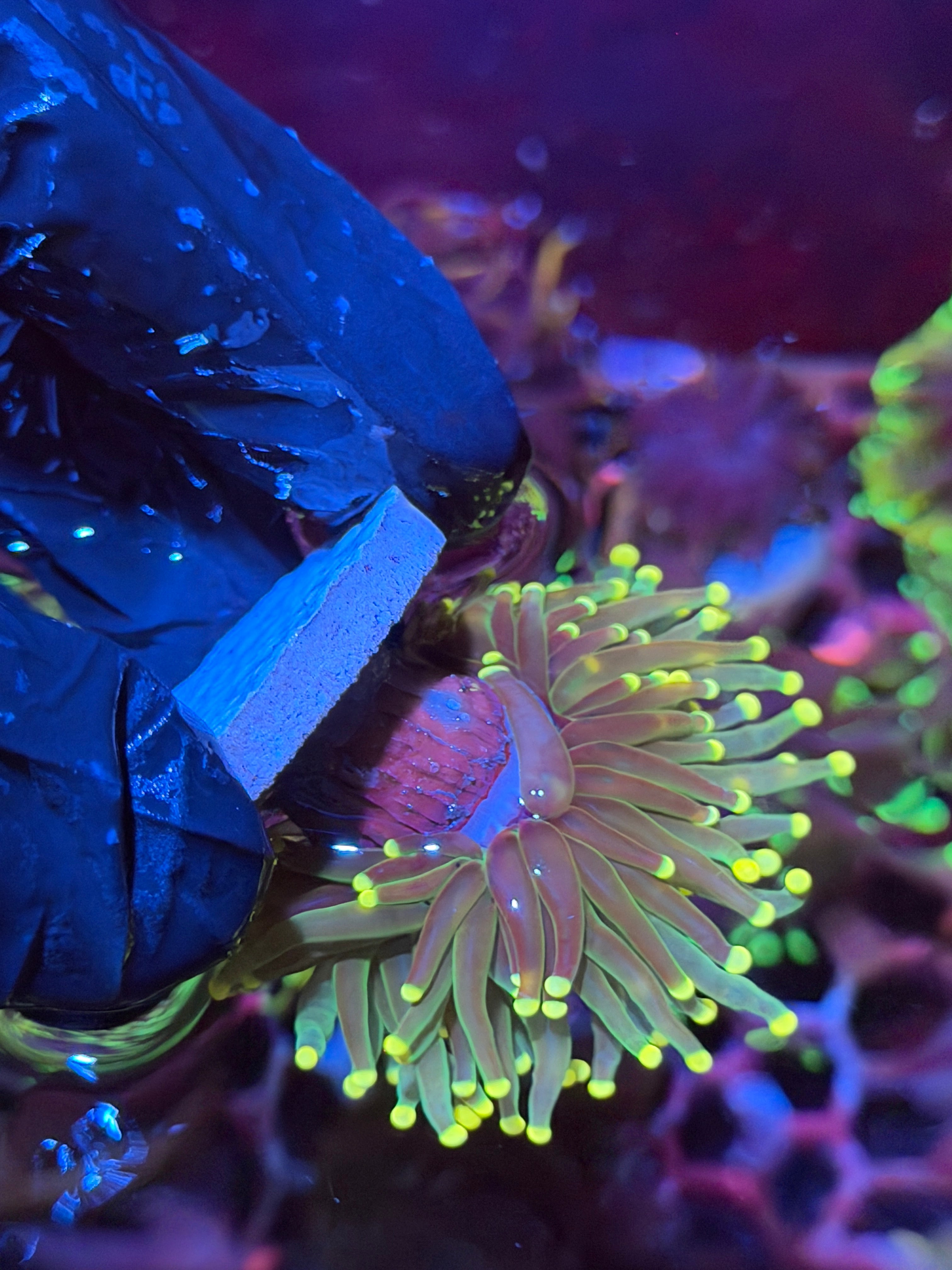 JEA Lemon Drop Torch Coral 1 XL Head Splitting