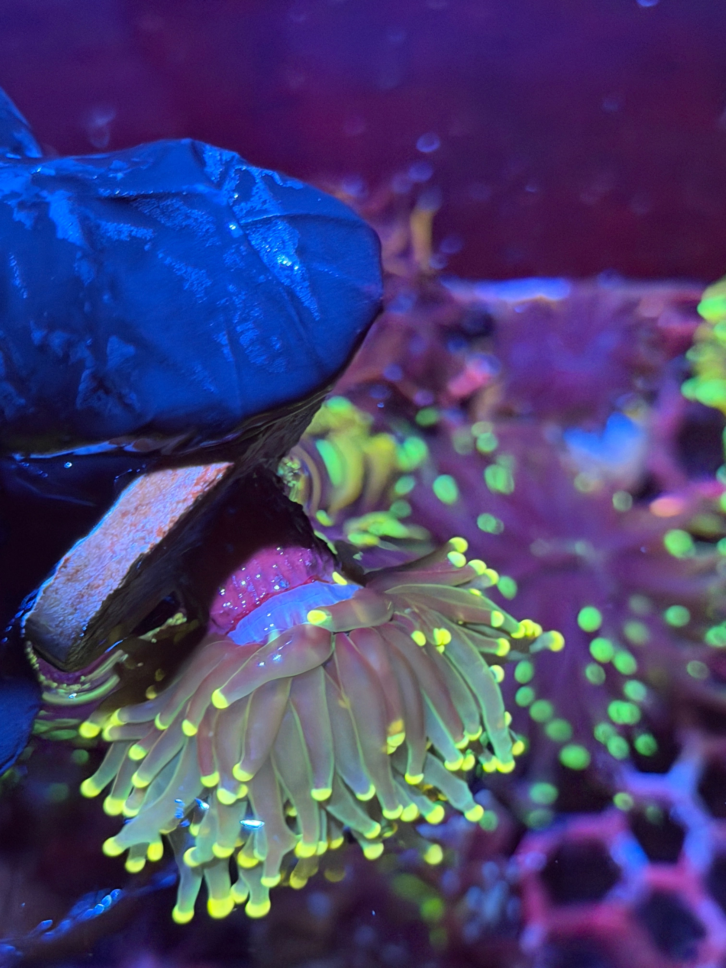 JEA Lemon Drop Torch Coral 1 XL Head Splitting