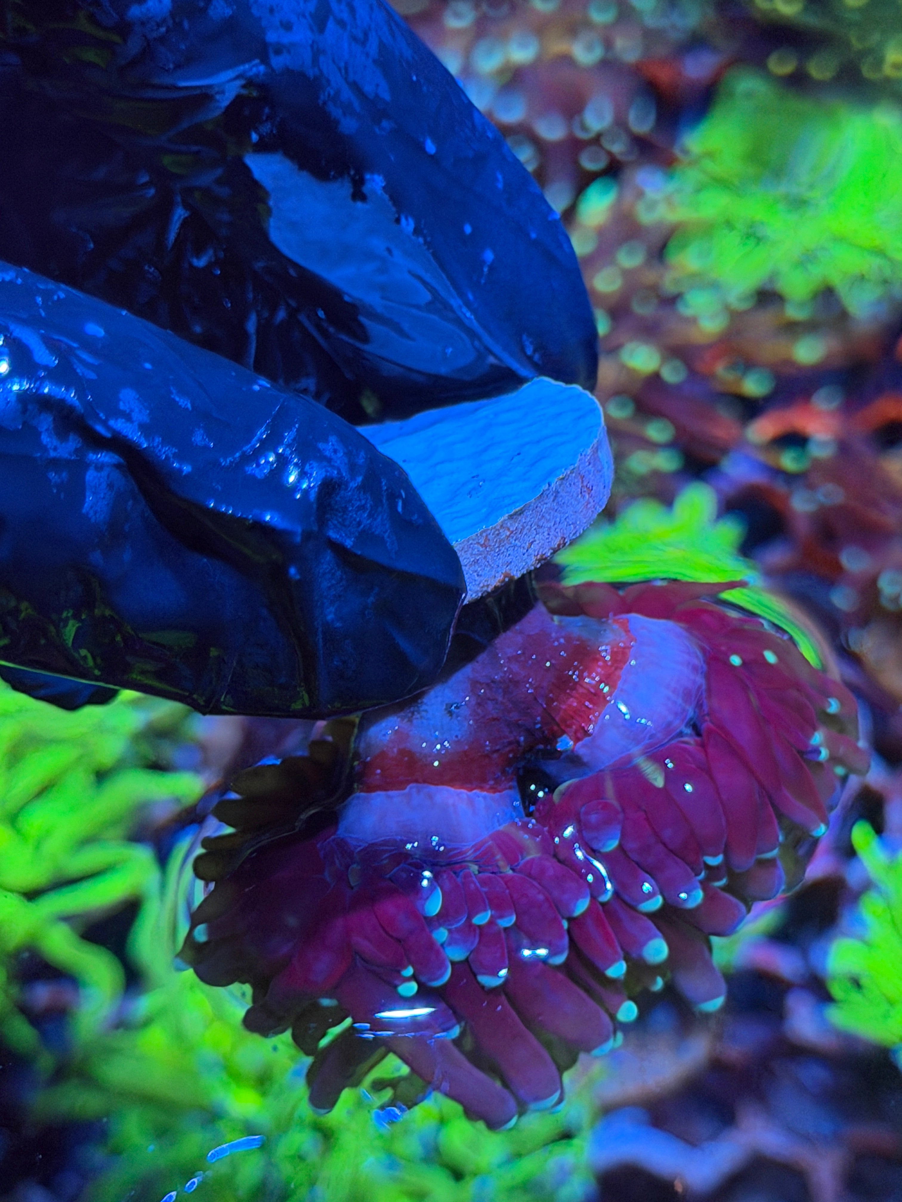 JEA Purple Tiger 2.0 Torch Coral 2 Heads XL