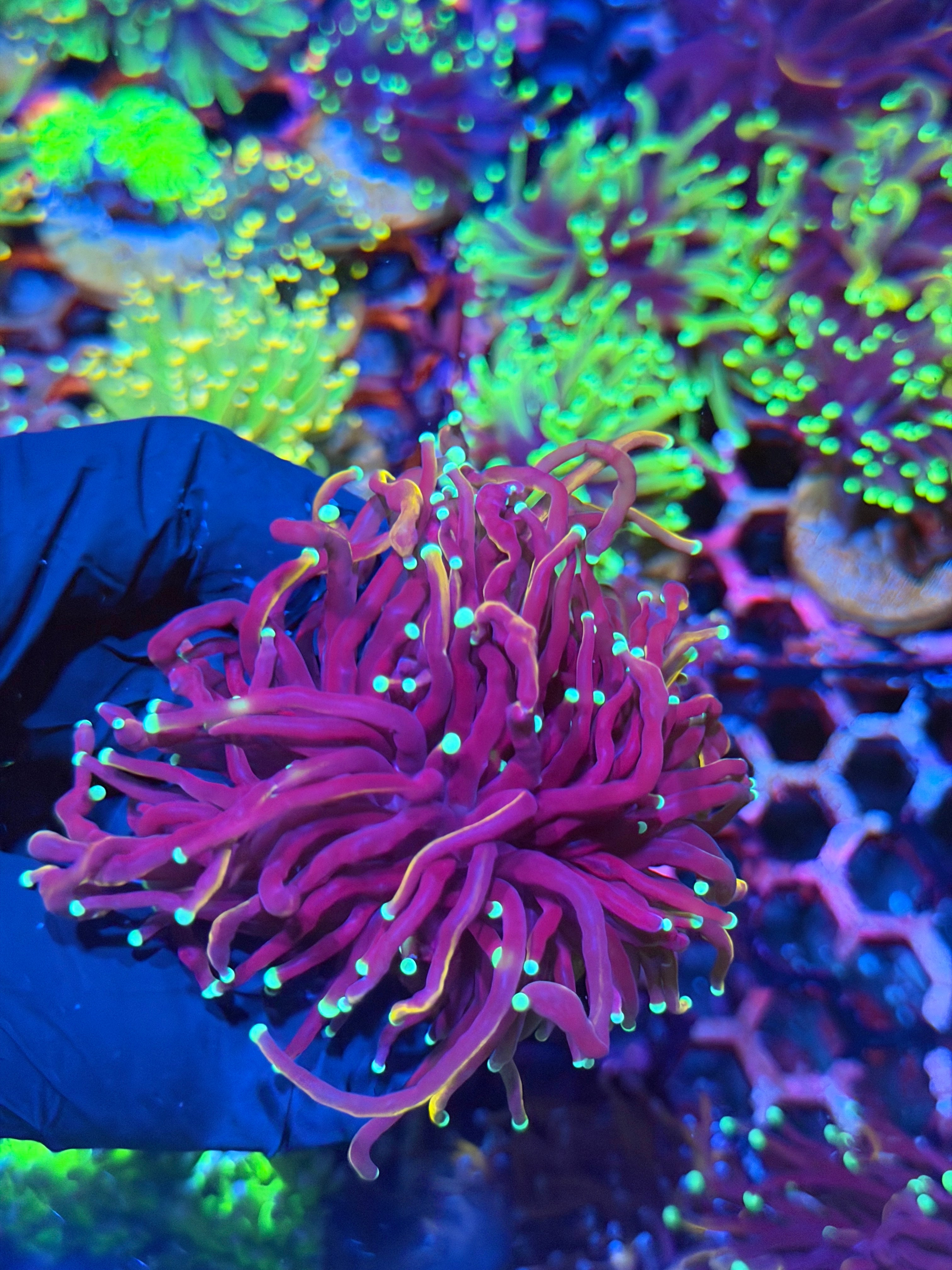JEA Frost Bite Torch Coral 2 Heads XL