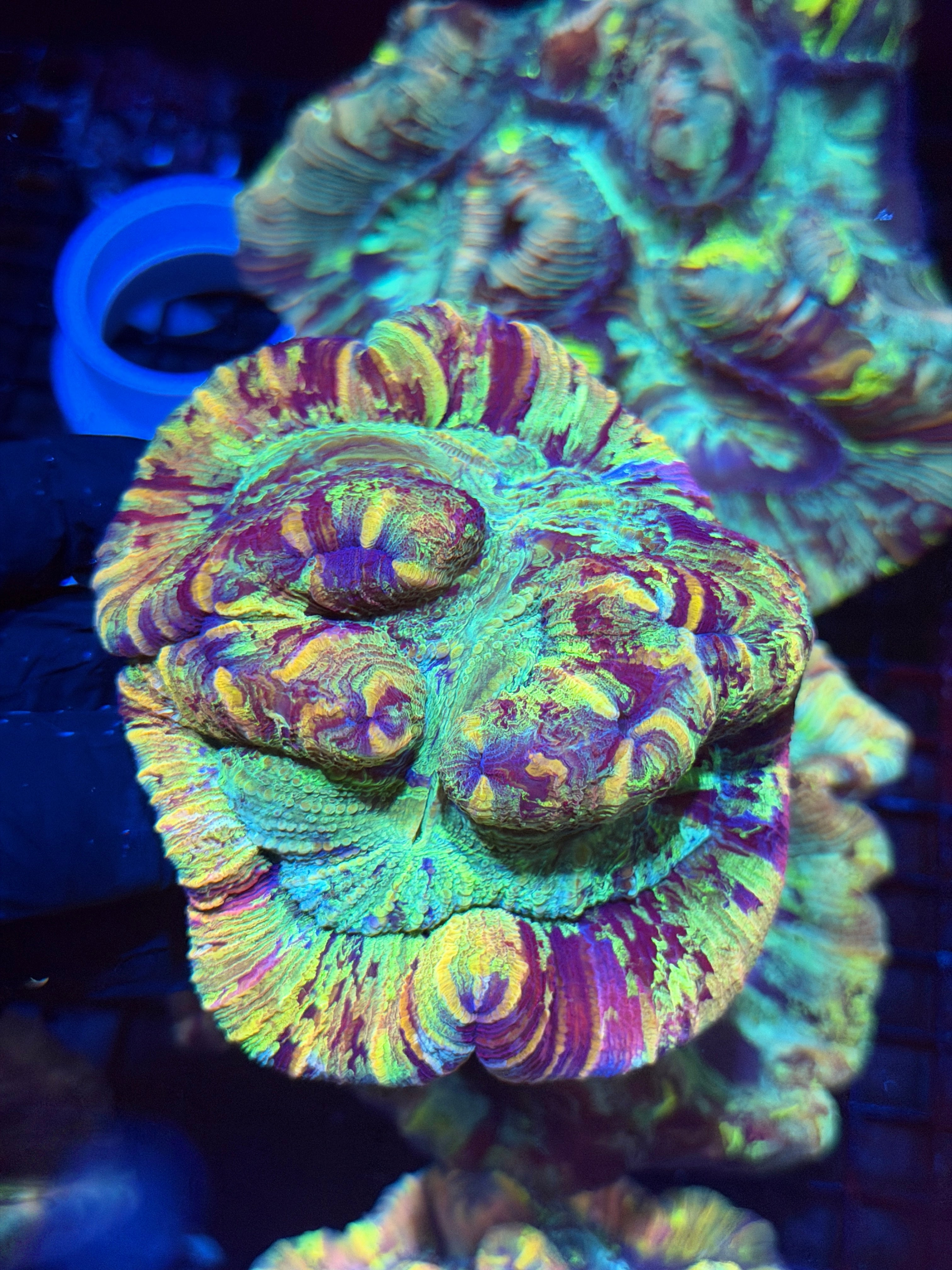 Unique Striped Rainbow Trachyphyllia Meat Coral