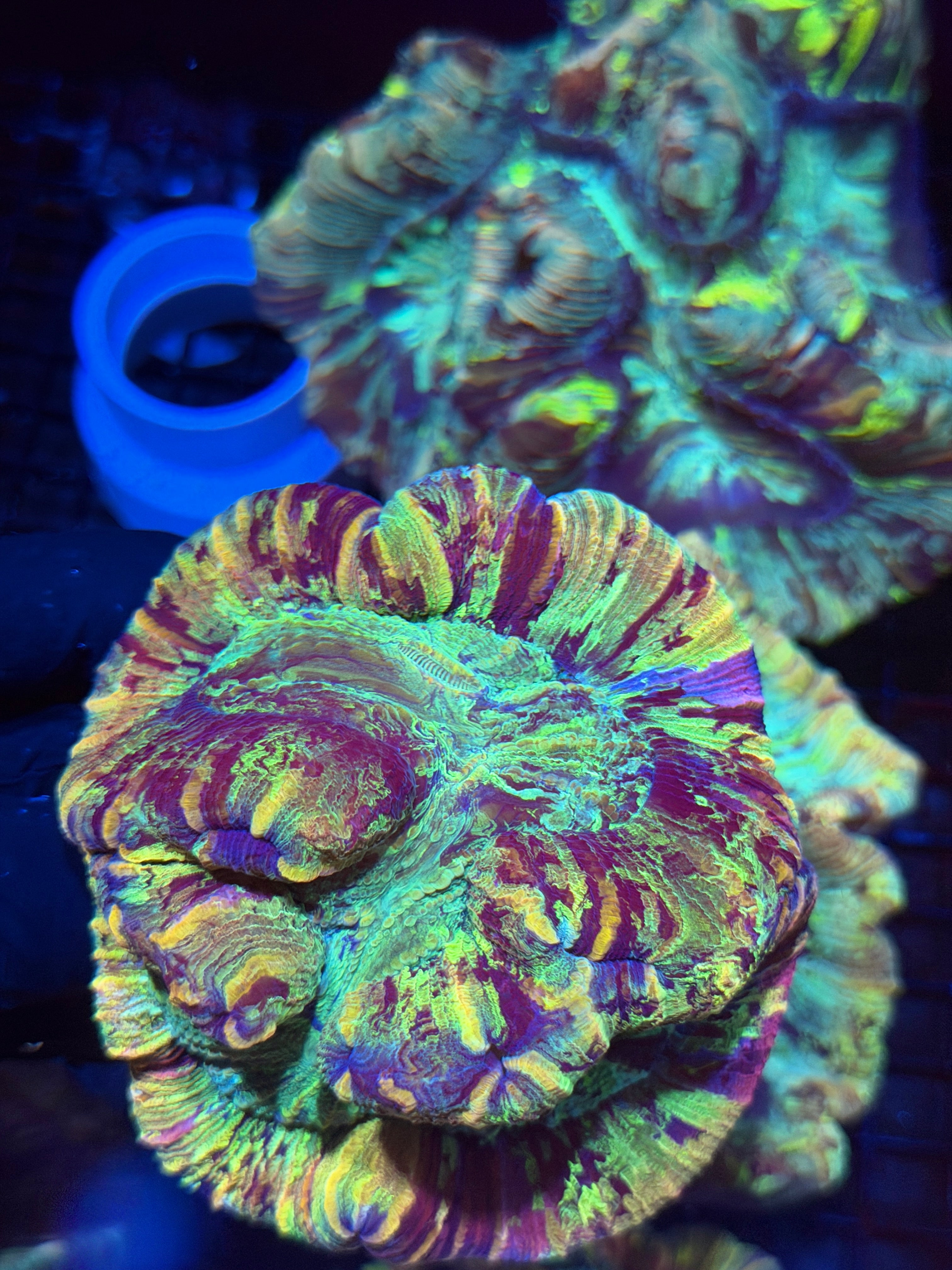 Unique Striped Rainbow Trachyphyllia Meat Coral