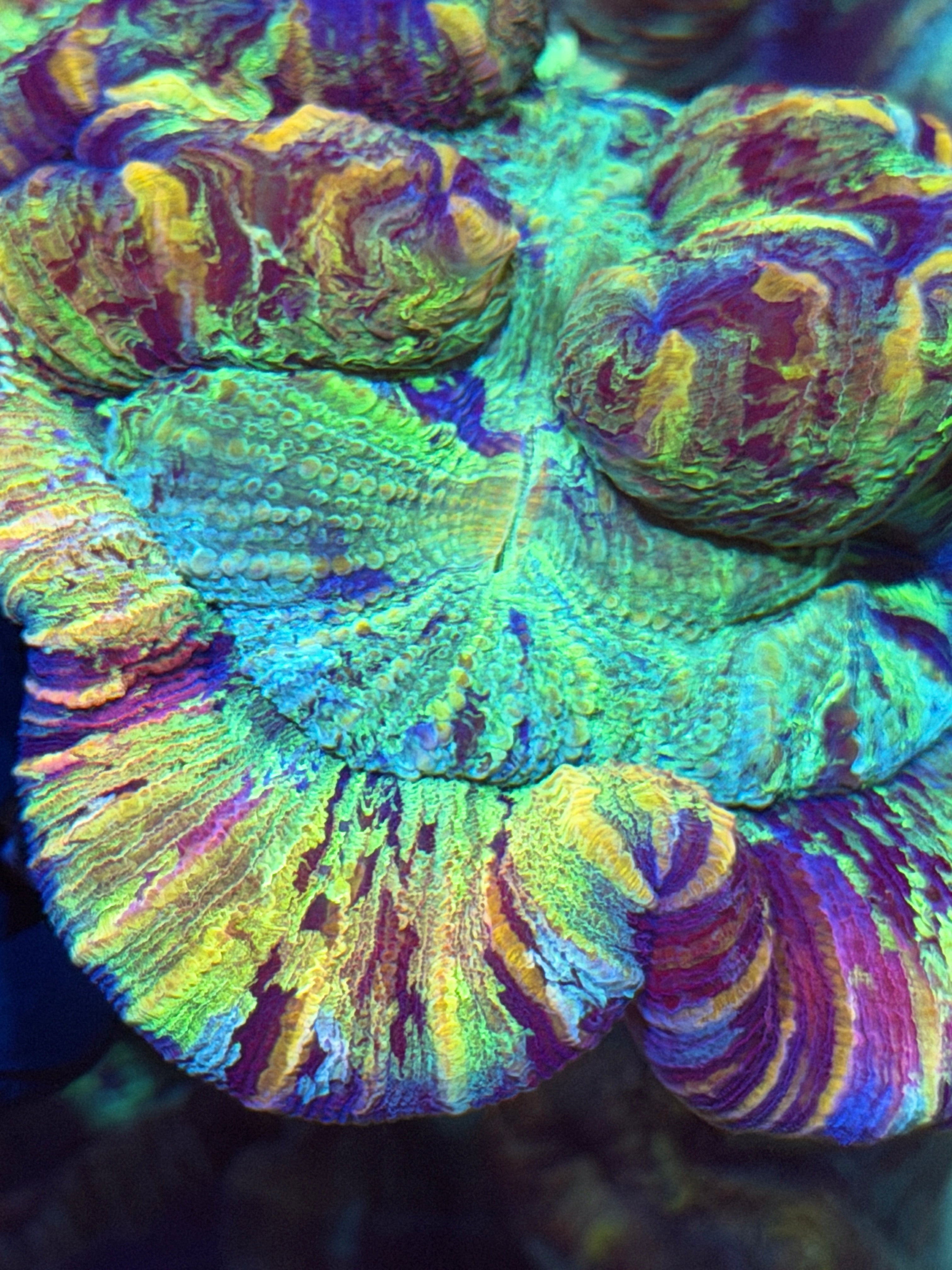 Unique Striped Rainbow Trachyphyllia Meat Coral