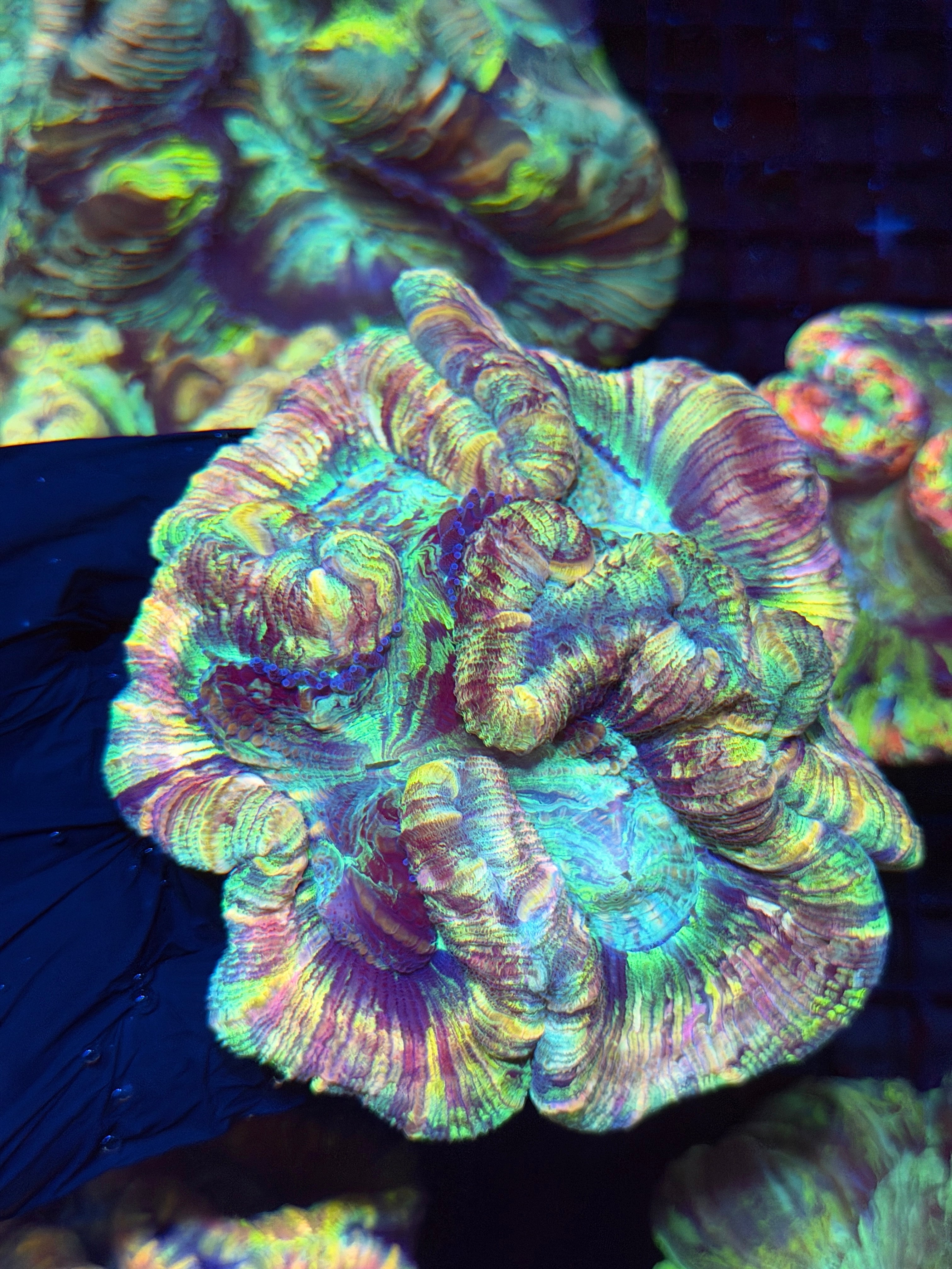 Rainbow Tie Dye Trachyphyllia Meat Coral XXL