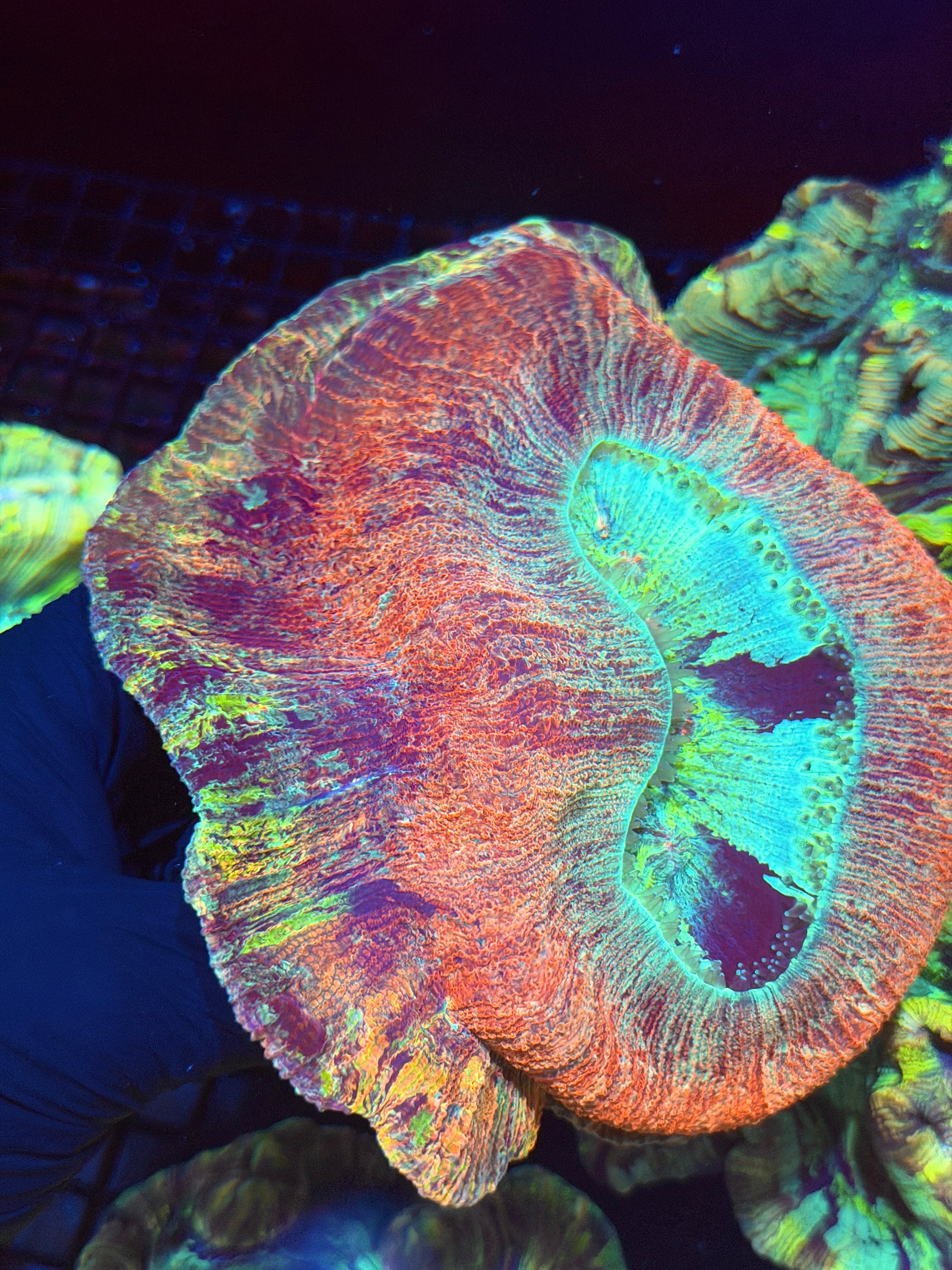Insane Rainbow Vietnam Trachyphyllia Meat Coral XXXL *Collectors Piece*