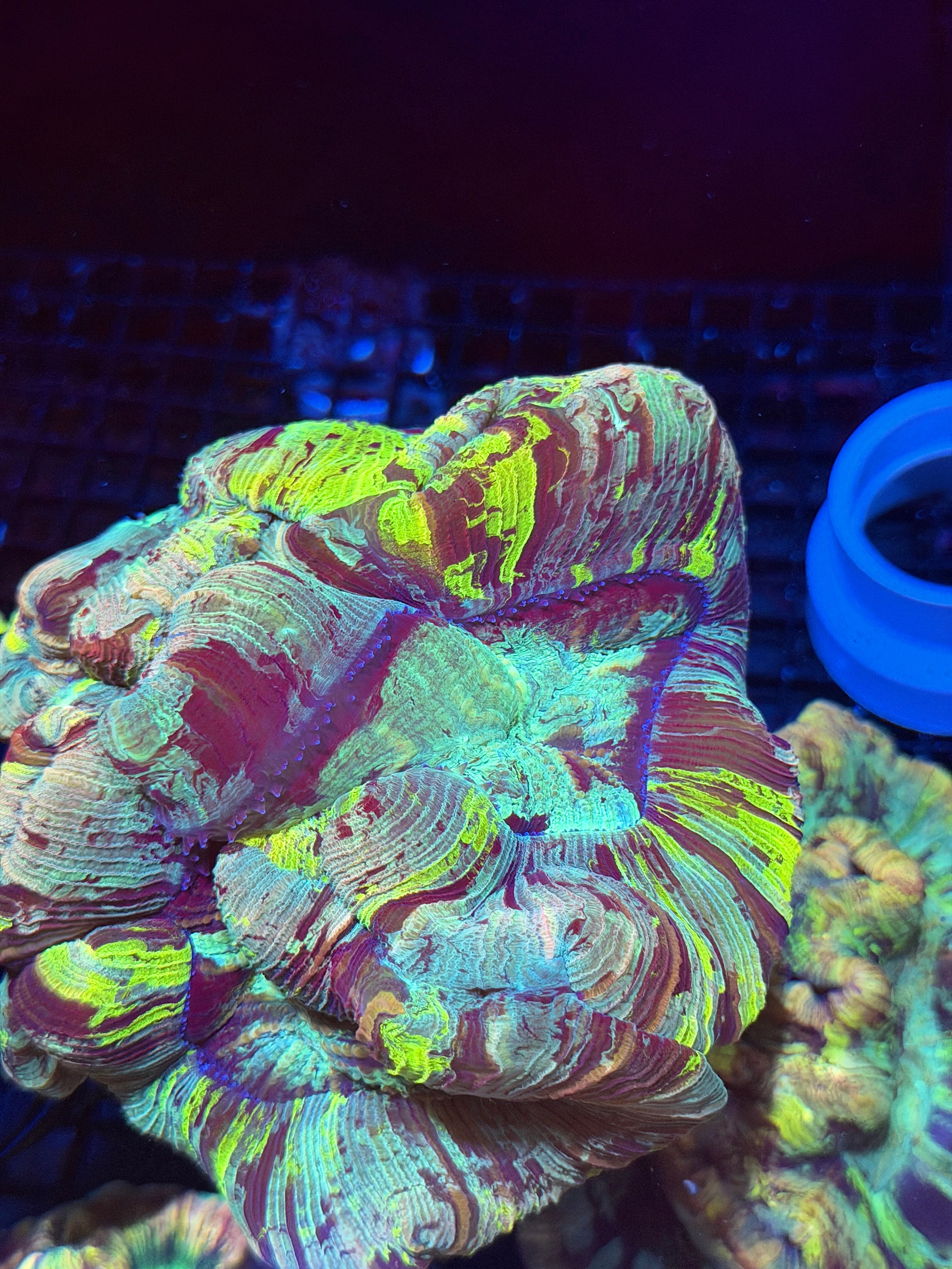 Rainbow Trachyphyllia Meat Coral XXL Show Piece
