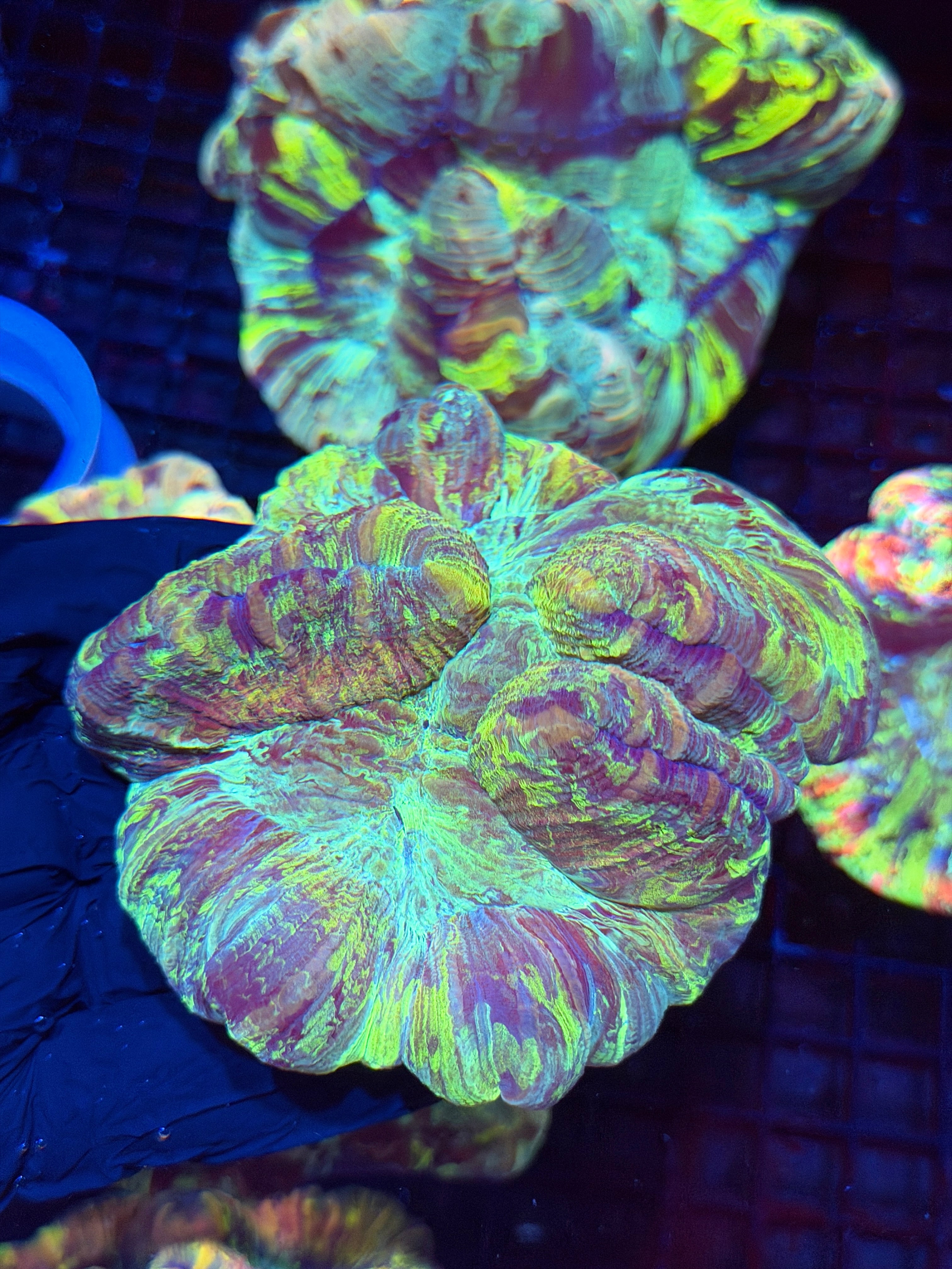 Striped Trachyphyllia Meat Coral XL