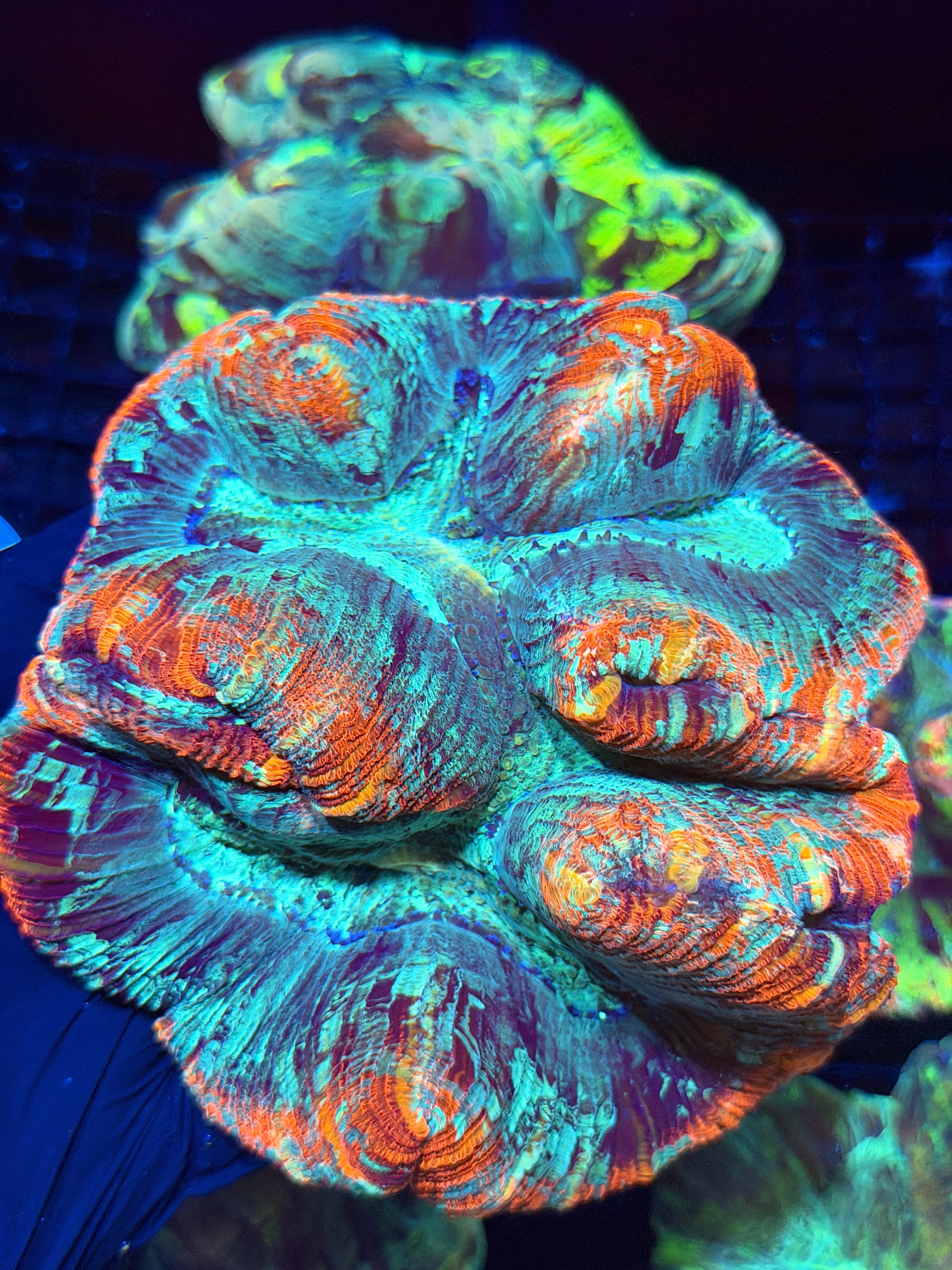 Bright Red Multicolor Trachyphyllia Meat Coral XXL Show Piece