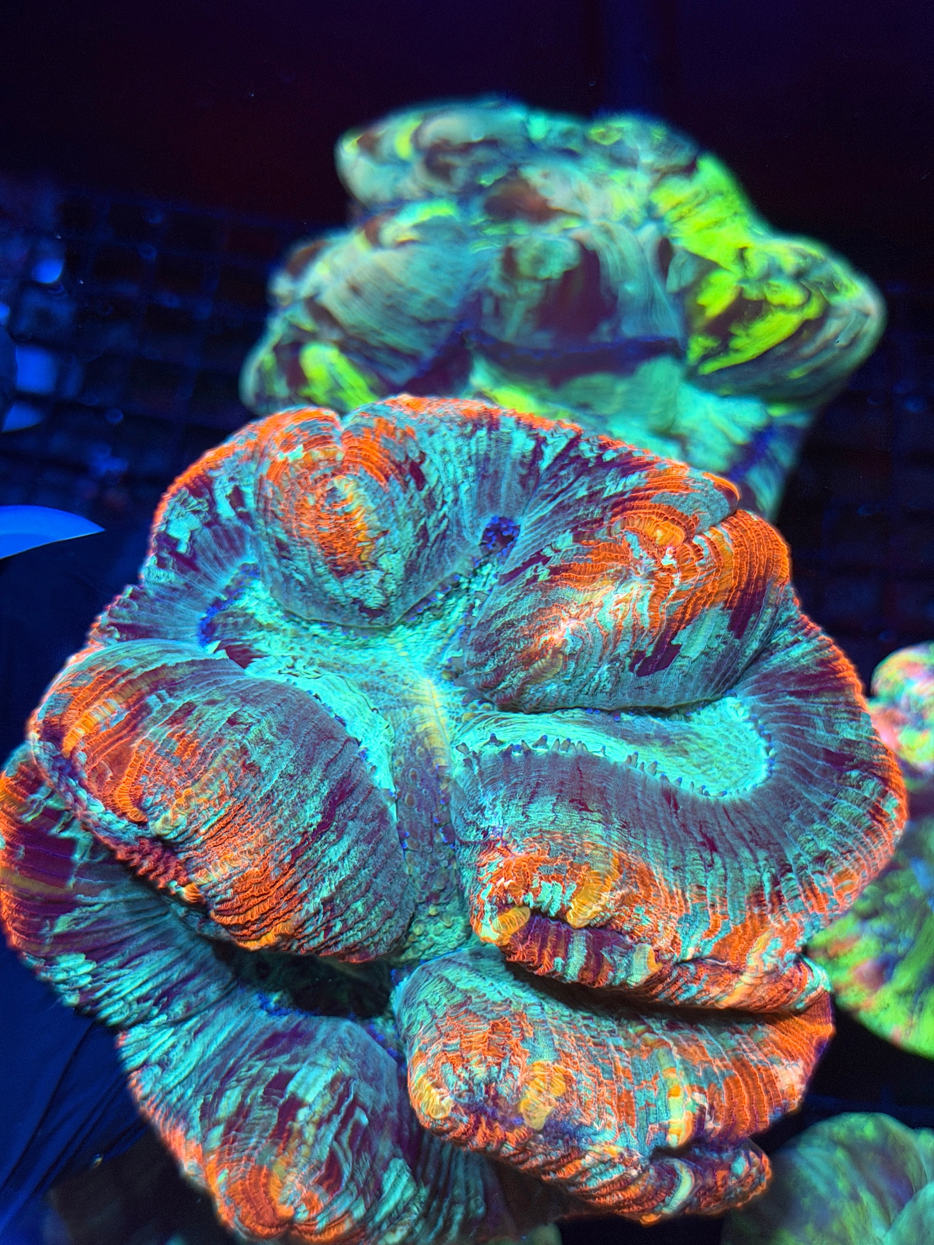 Bright Red Multicolor Trachyphyllia Meat Coral XXL Show Piece