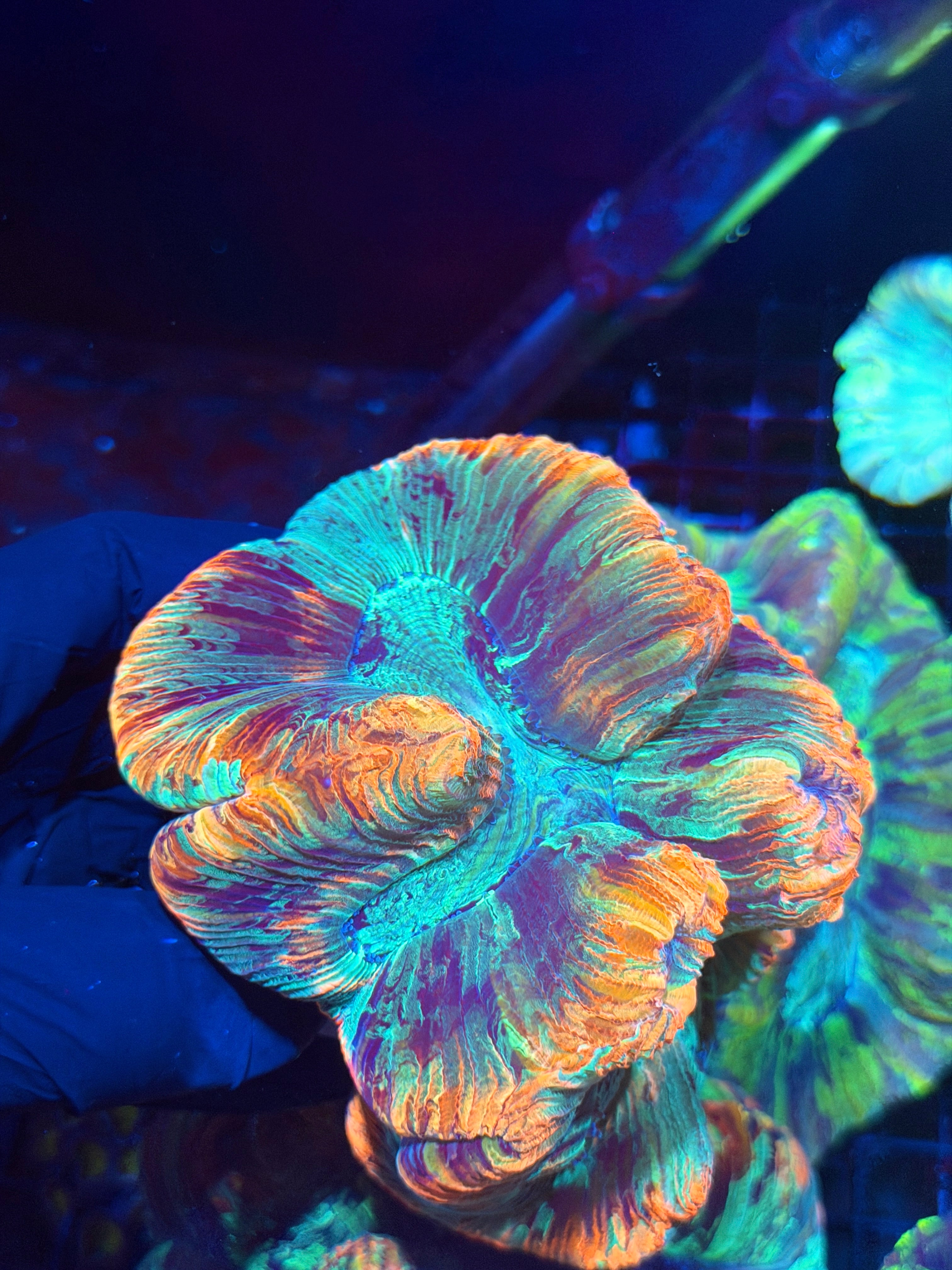Striped Multicolor Trachyphyllia Meat Coral XXL
