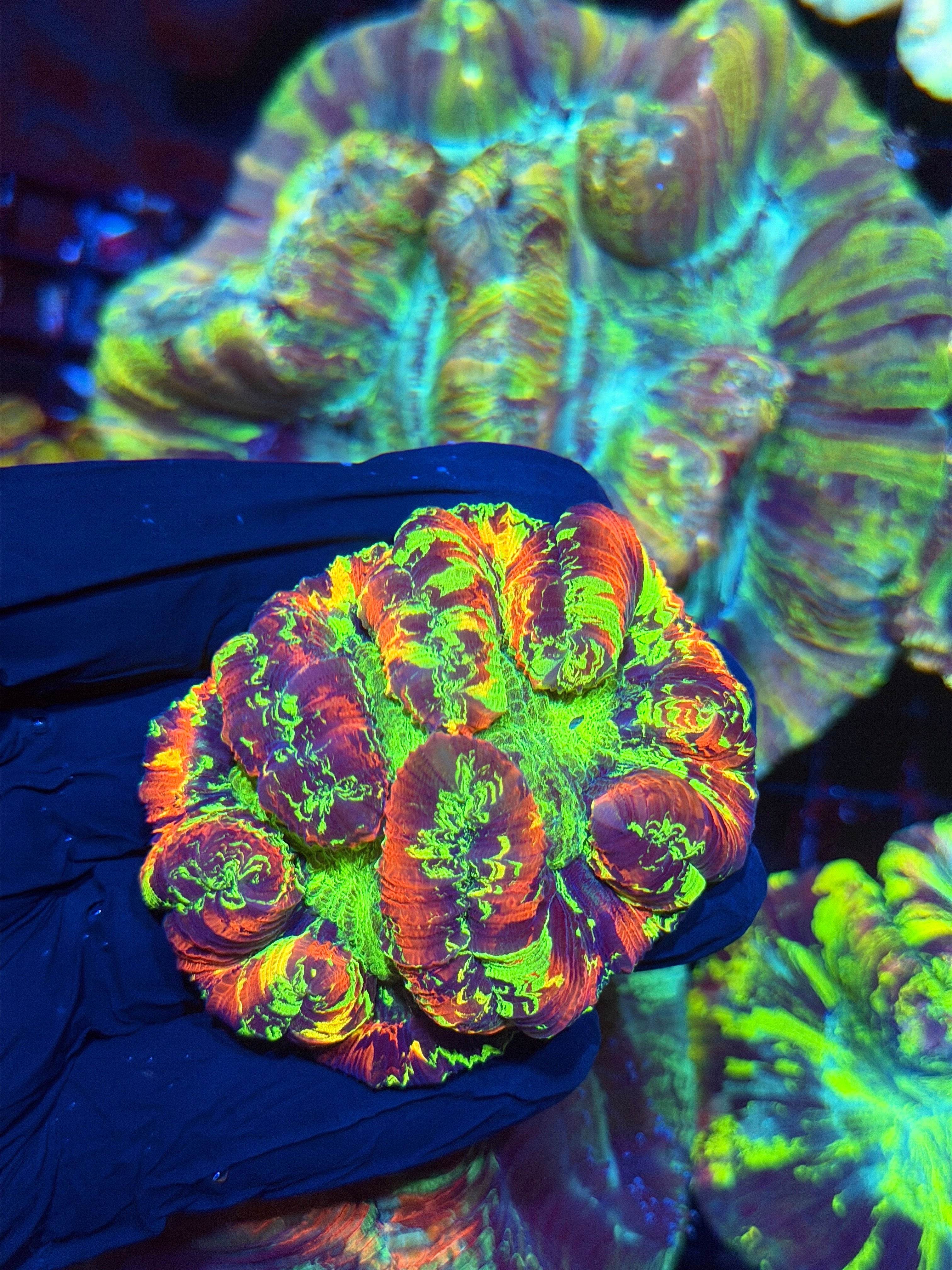 Bright Toxic Splatter Trachyphyllia Meat Coral