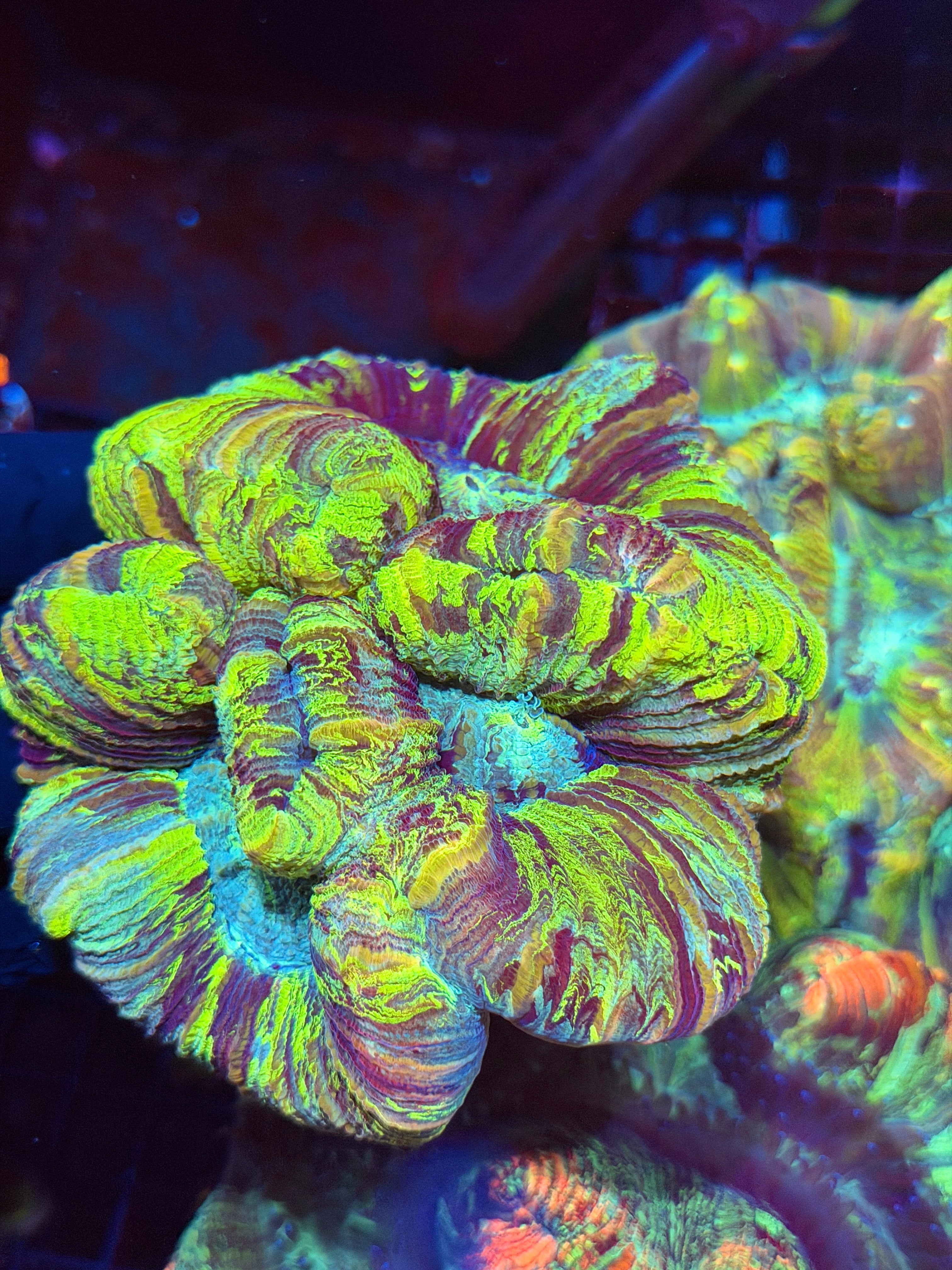 Toxic Rainbow Trachyphyllia Meat Coral XXL Show Piece