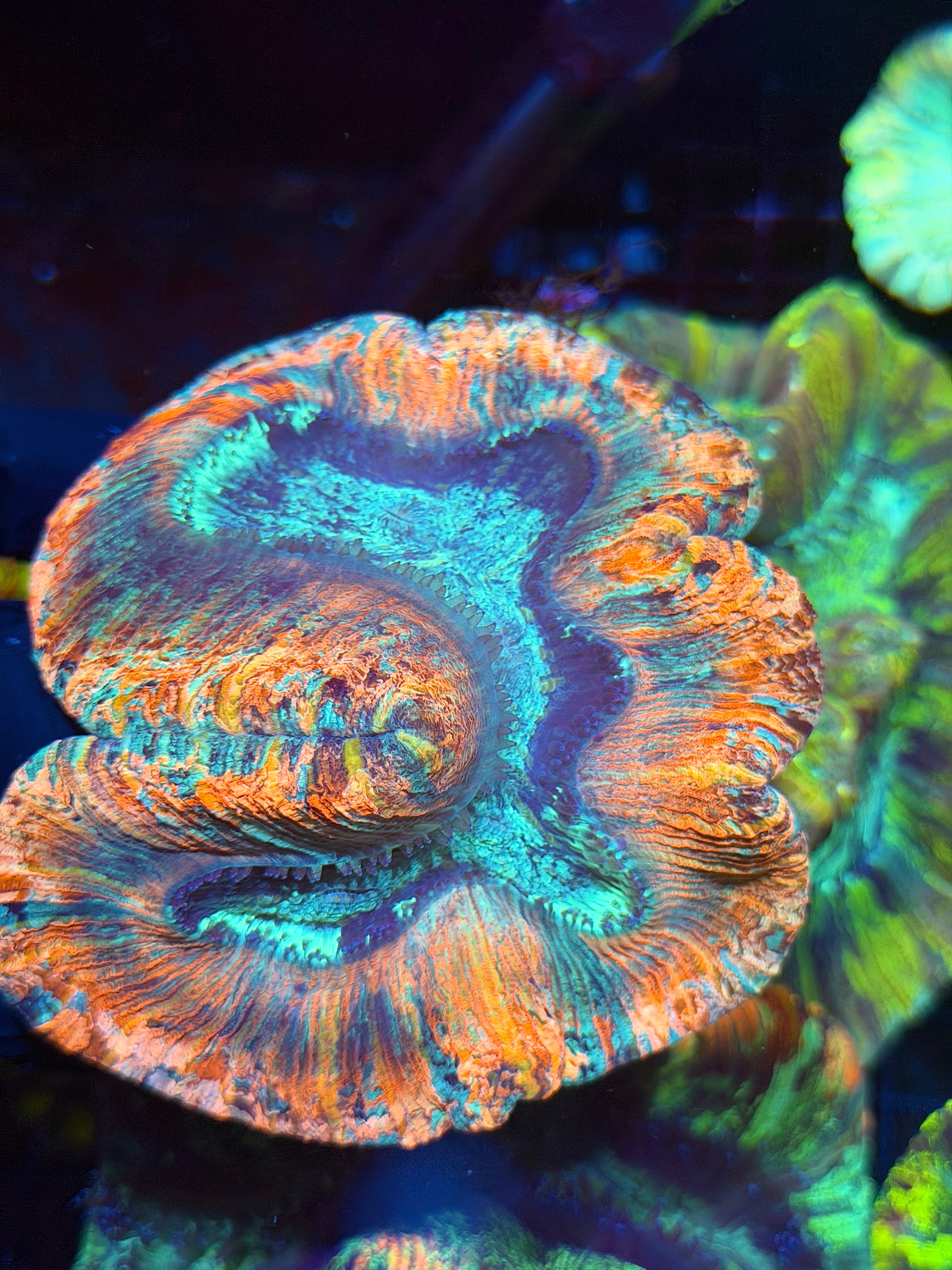 Rainbow Trachyphyllia Meat Coral XL