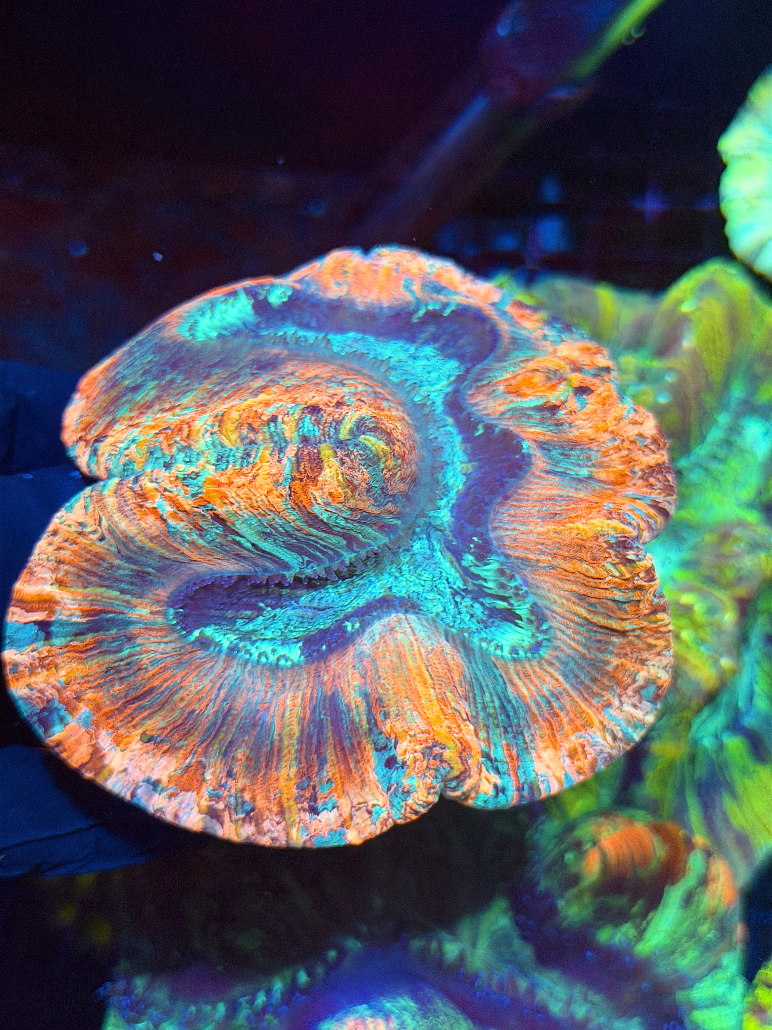 Rainbow Trachyphyllia Meat Coral XL