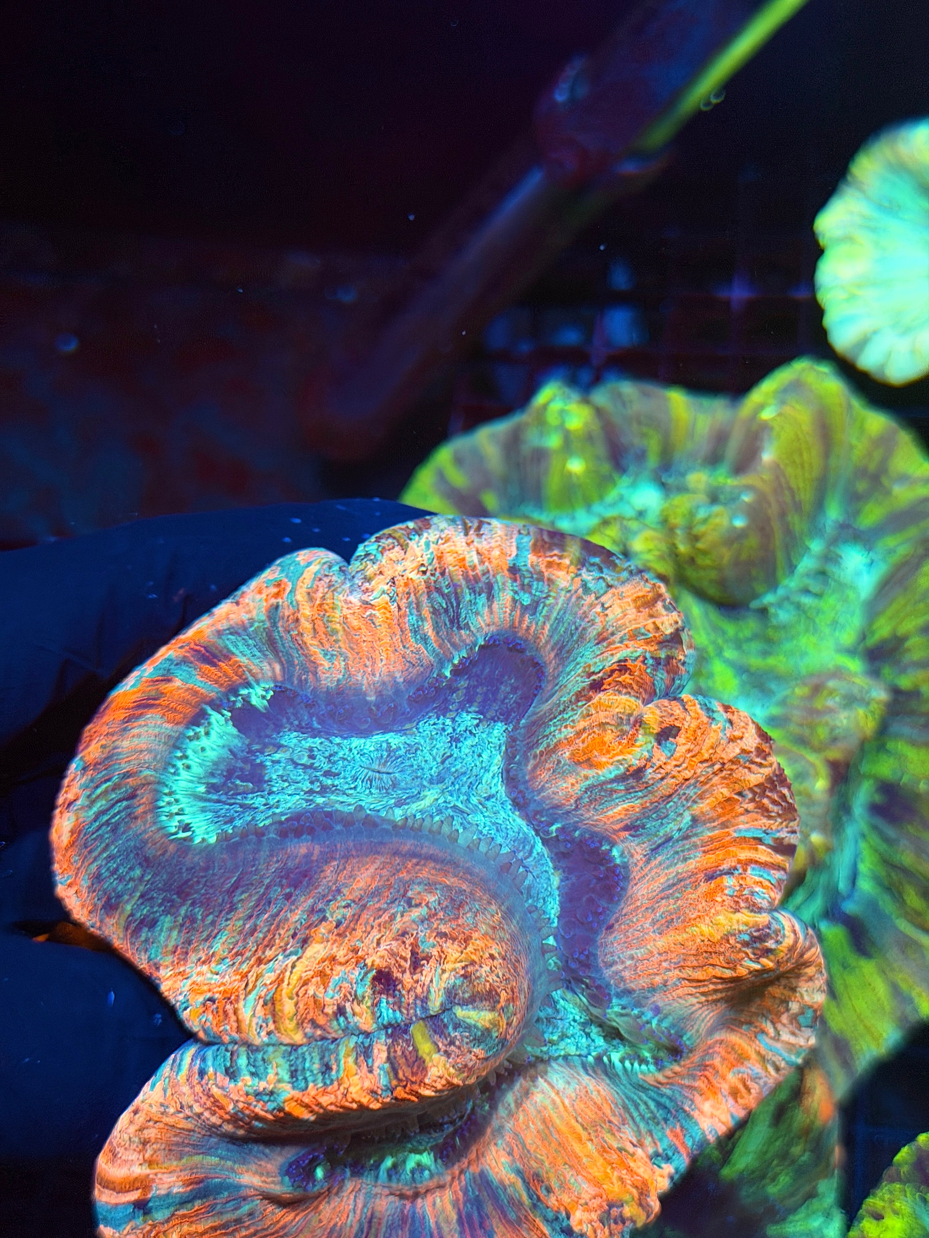 Rainbow Trachyphyllia Meat Coral XL