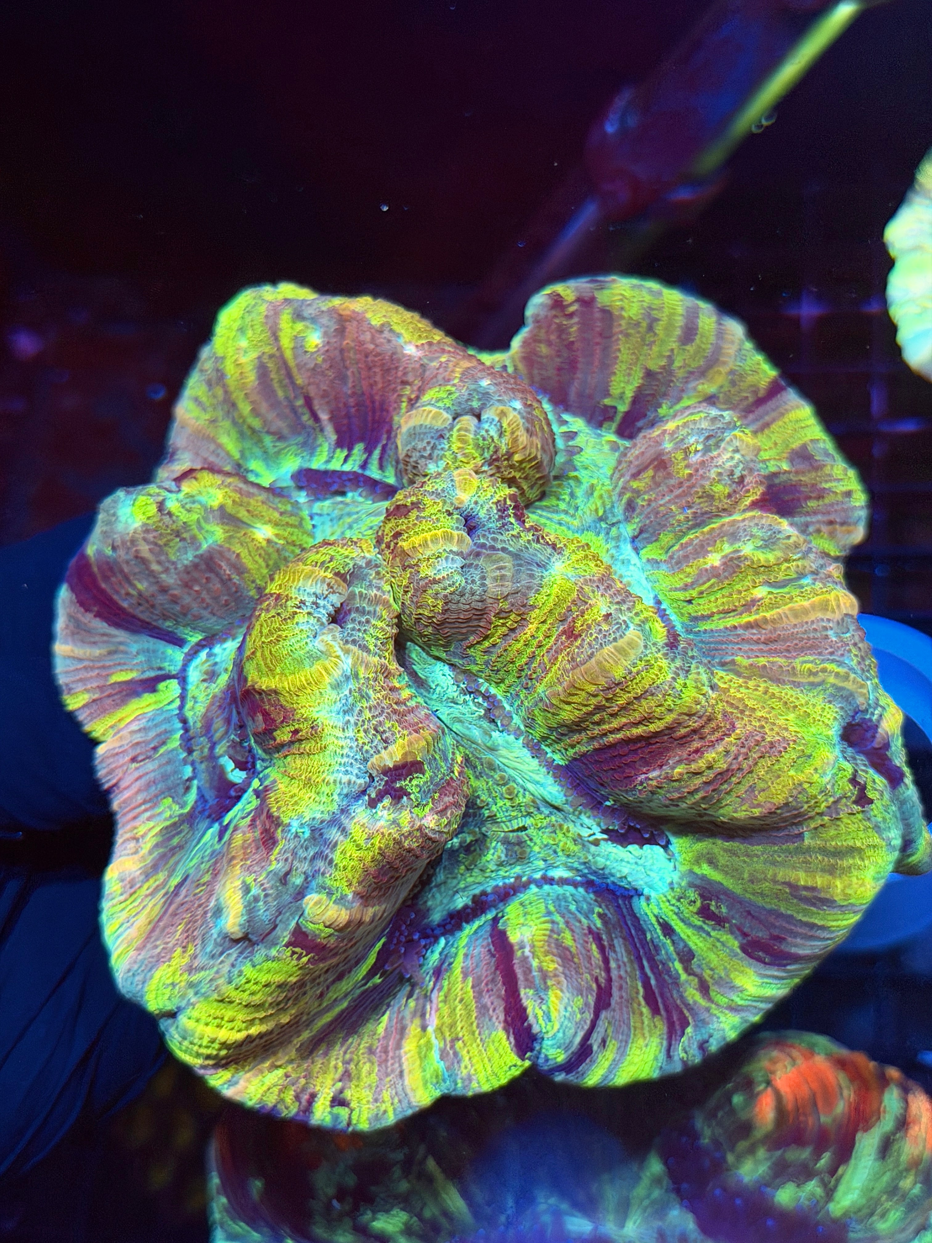 Striped Tie Dye Trachyphyllia Meat Coral XXL