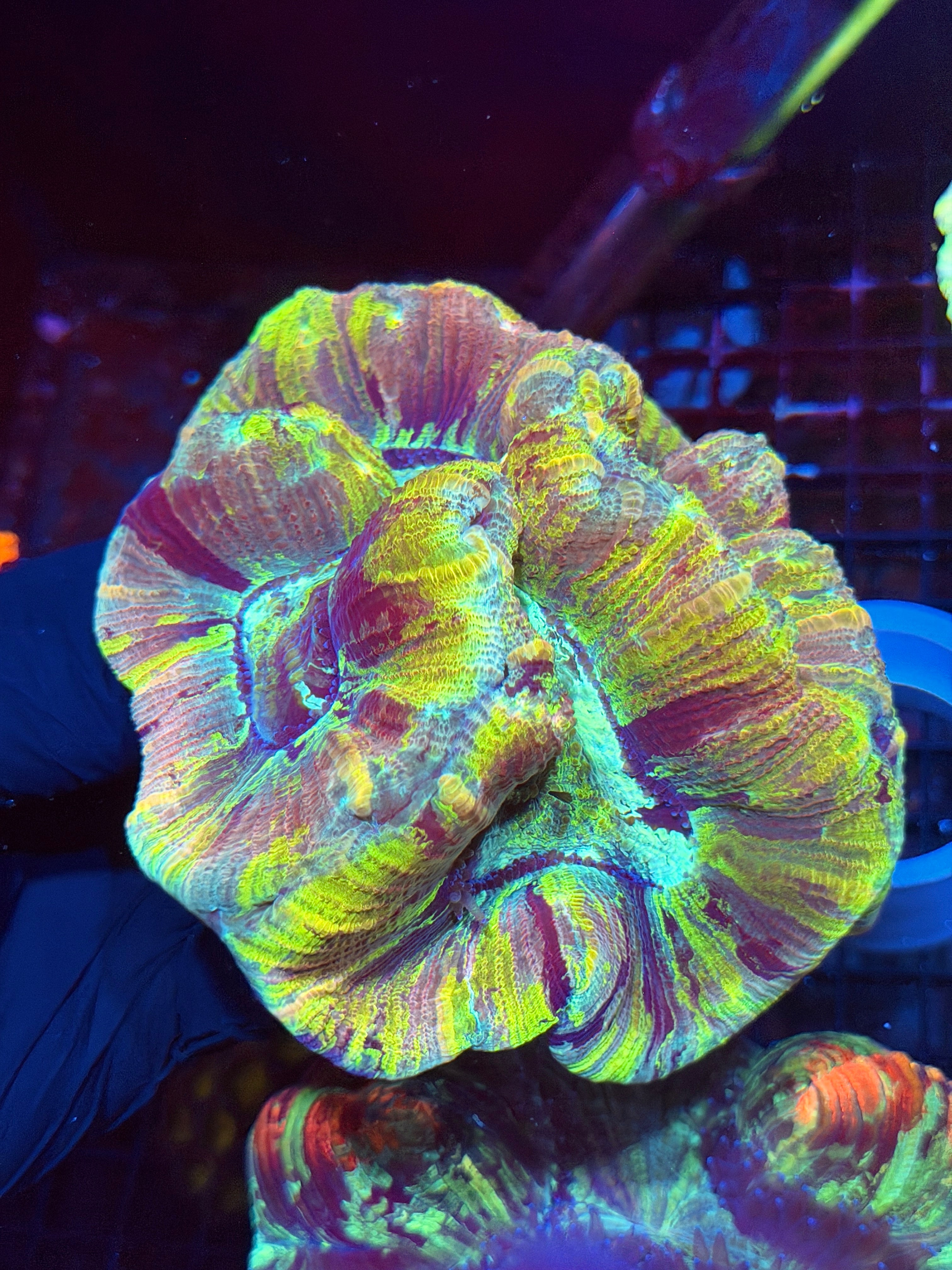 Striped Tie Dye Trachyphyllia Meat Coral XXL
