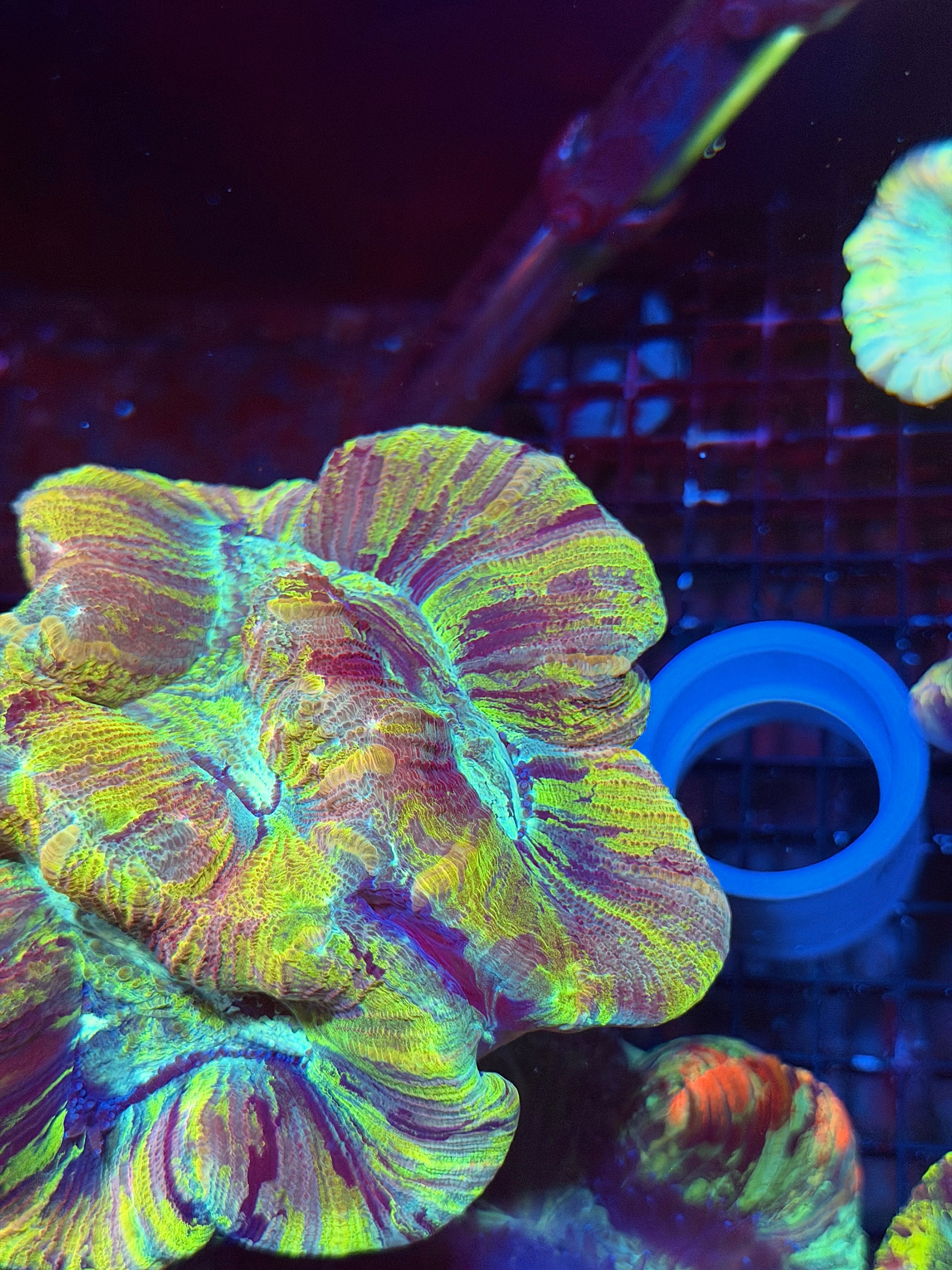 Striped Tie Dye Trachyphyllia Meat Coral XXL
