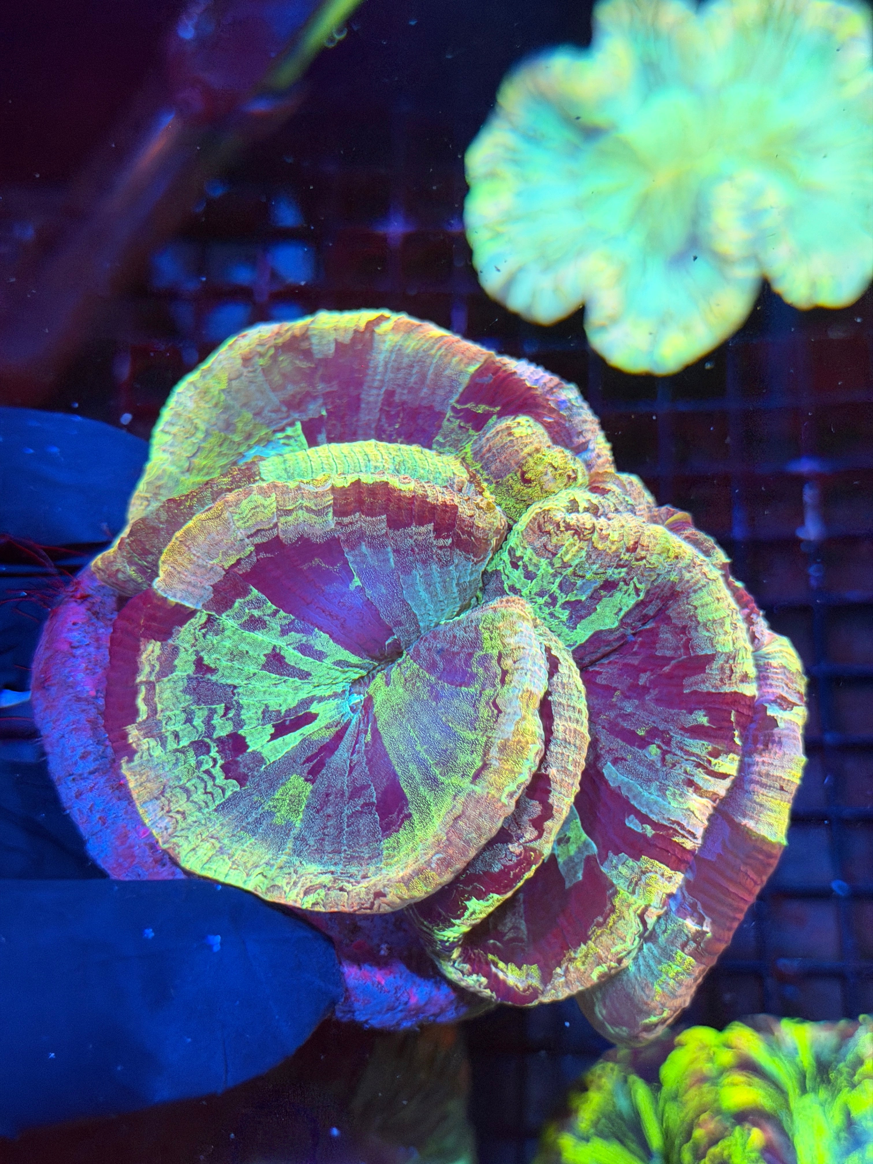 Rainbow Tie Dye Trachyphylia Meat Coral XL