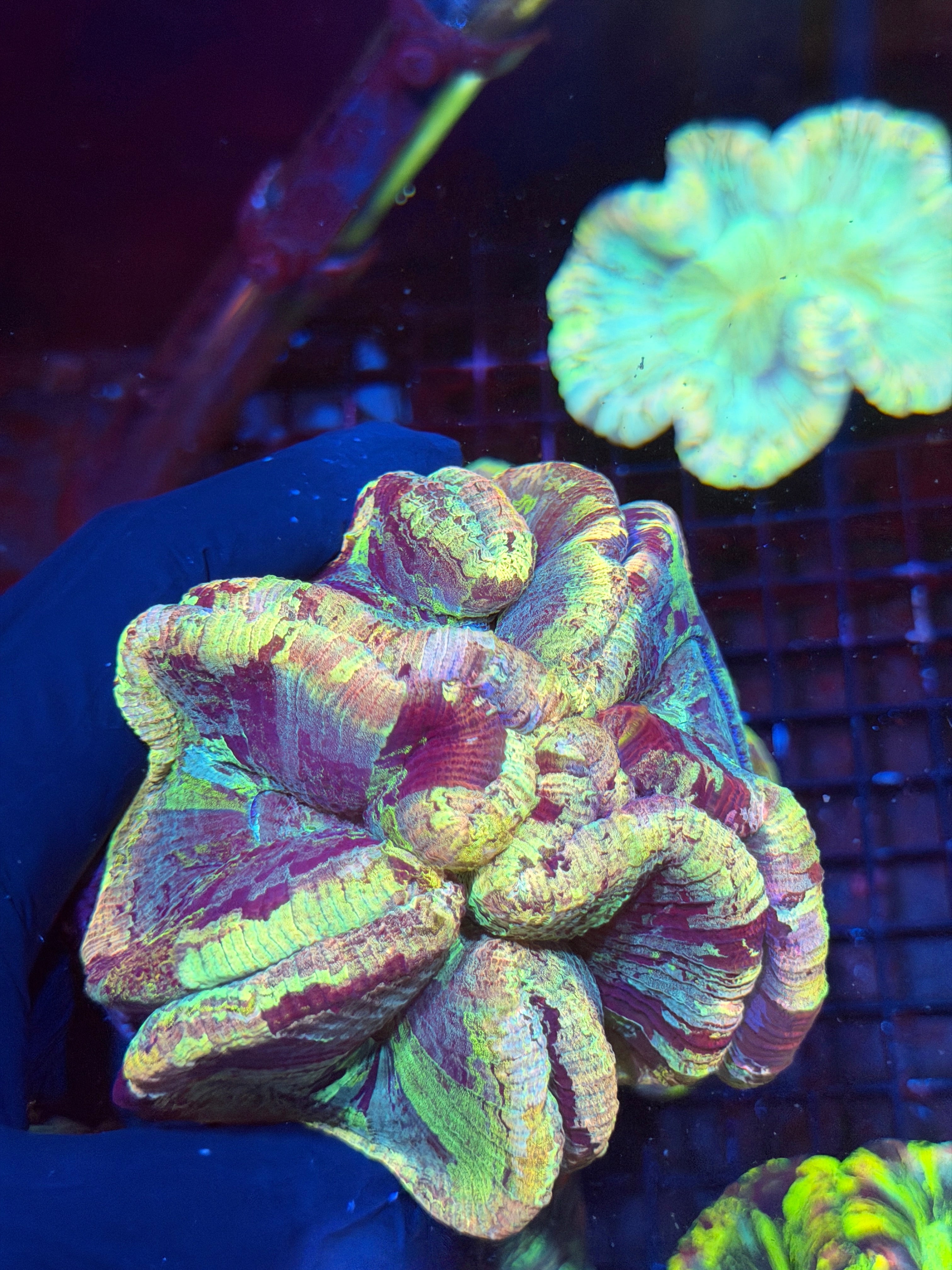 Rainbow Tie Dye Trachyphylia Meat Coral XL