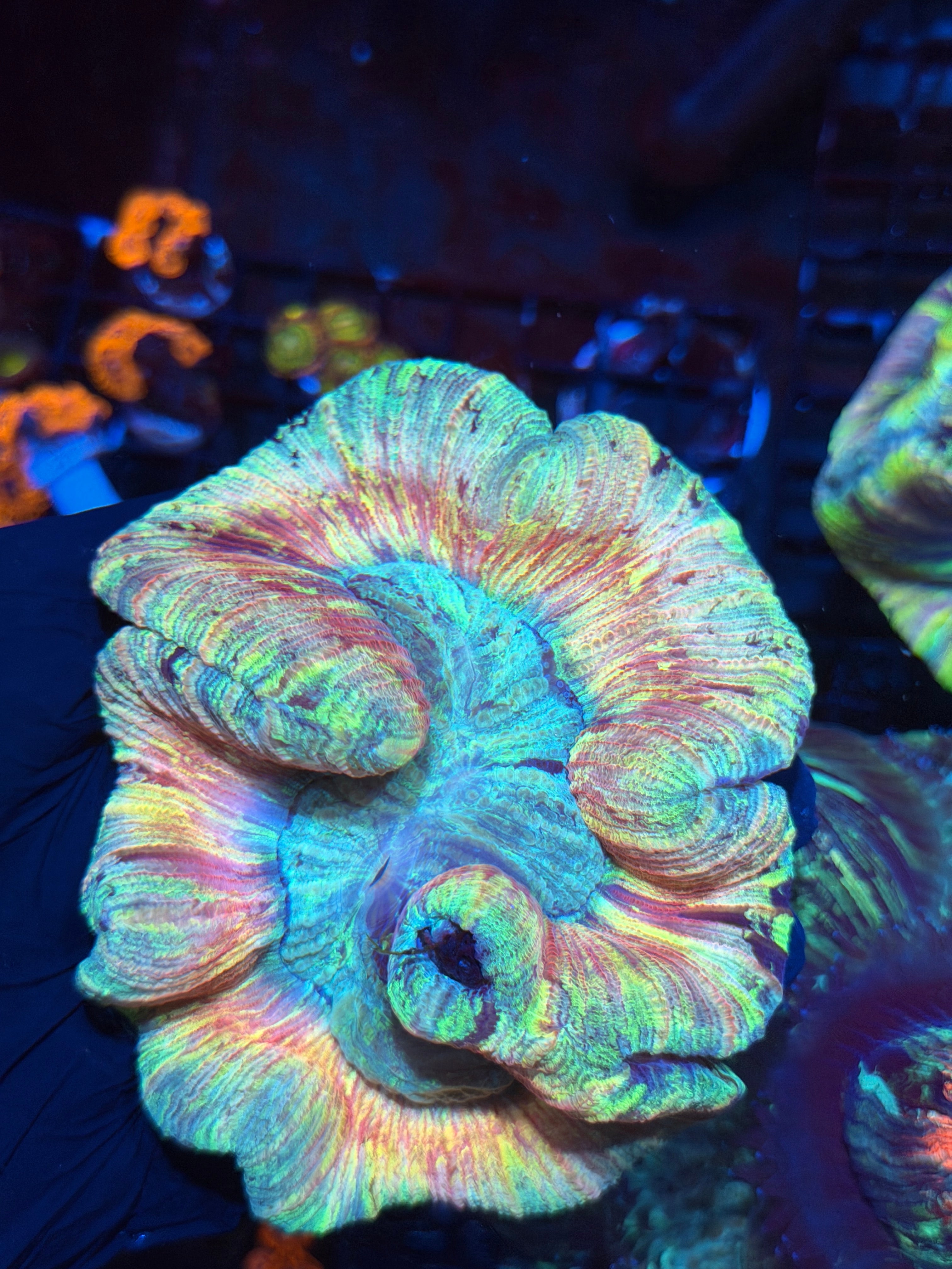 Rainbow Pastel Trachyphyllia Meat Coral XL
