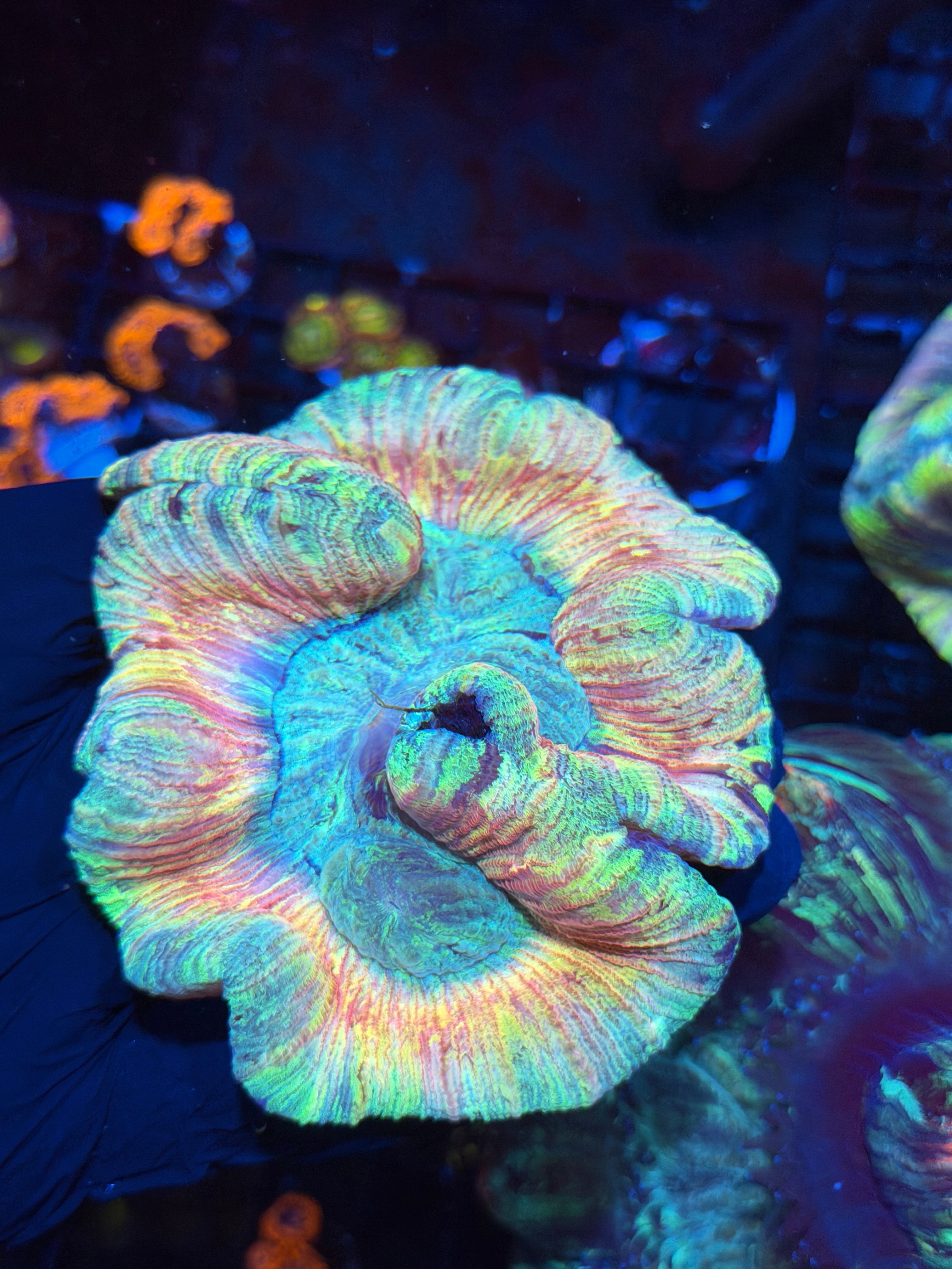 Rainbow Pastel Trachyphyllia Meat Coral XL