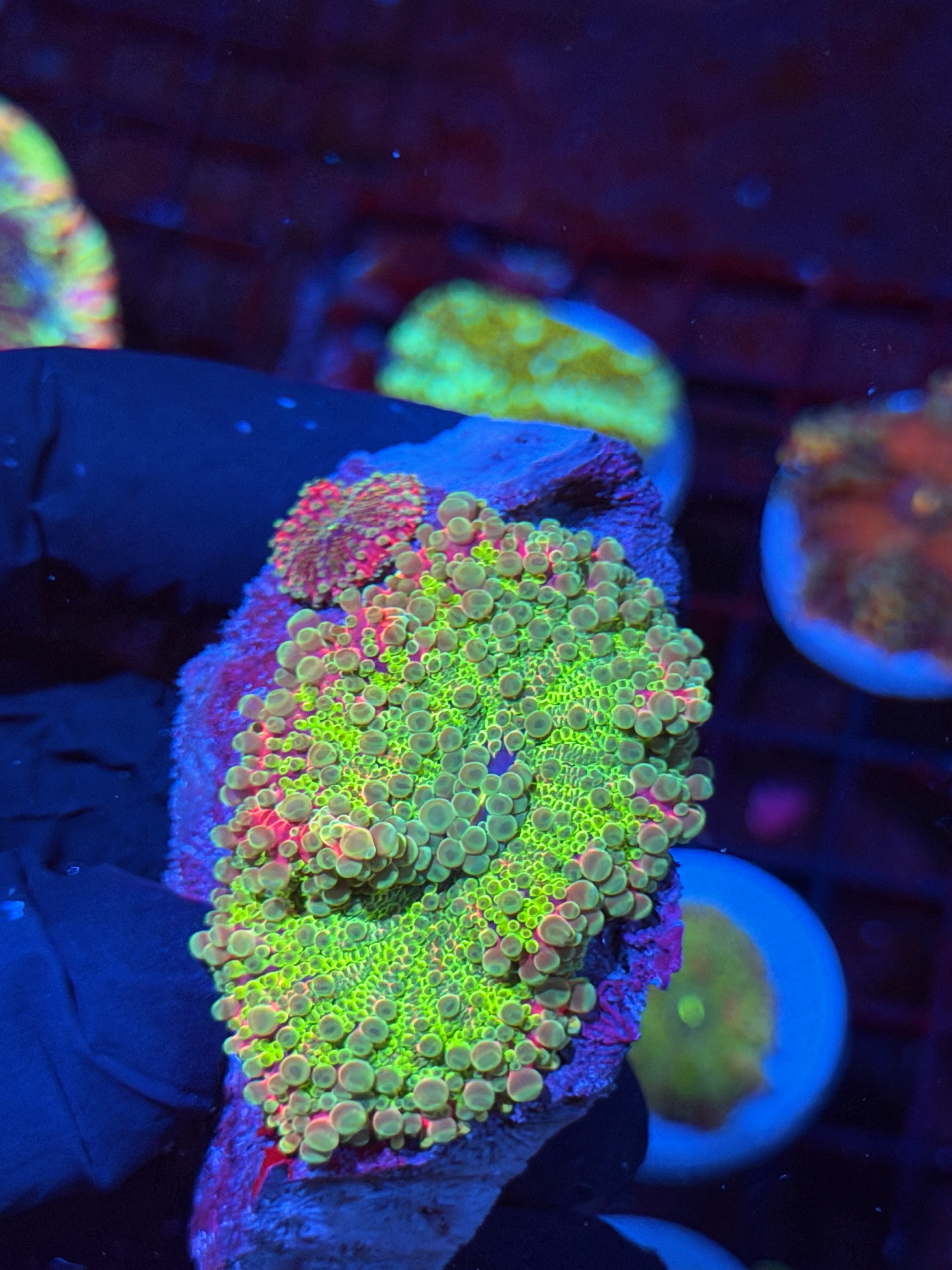 JEA Nuclear Warhead Yuma Mushroom Coral XXL with Baby