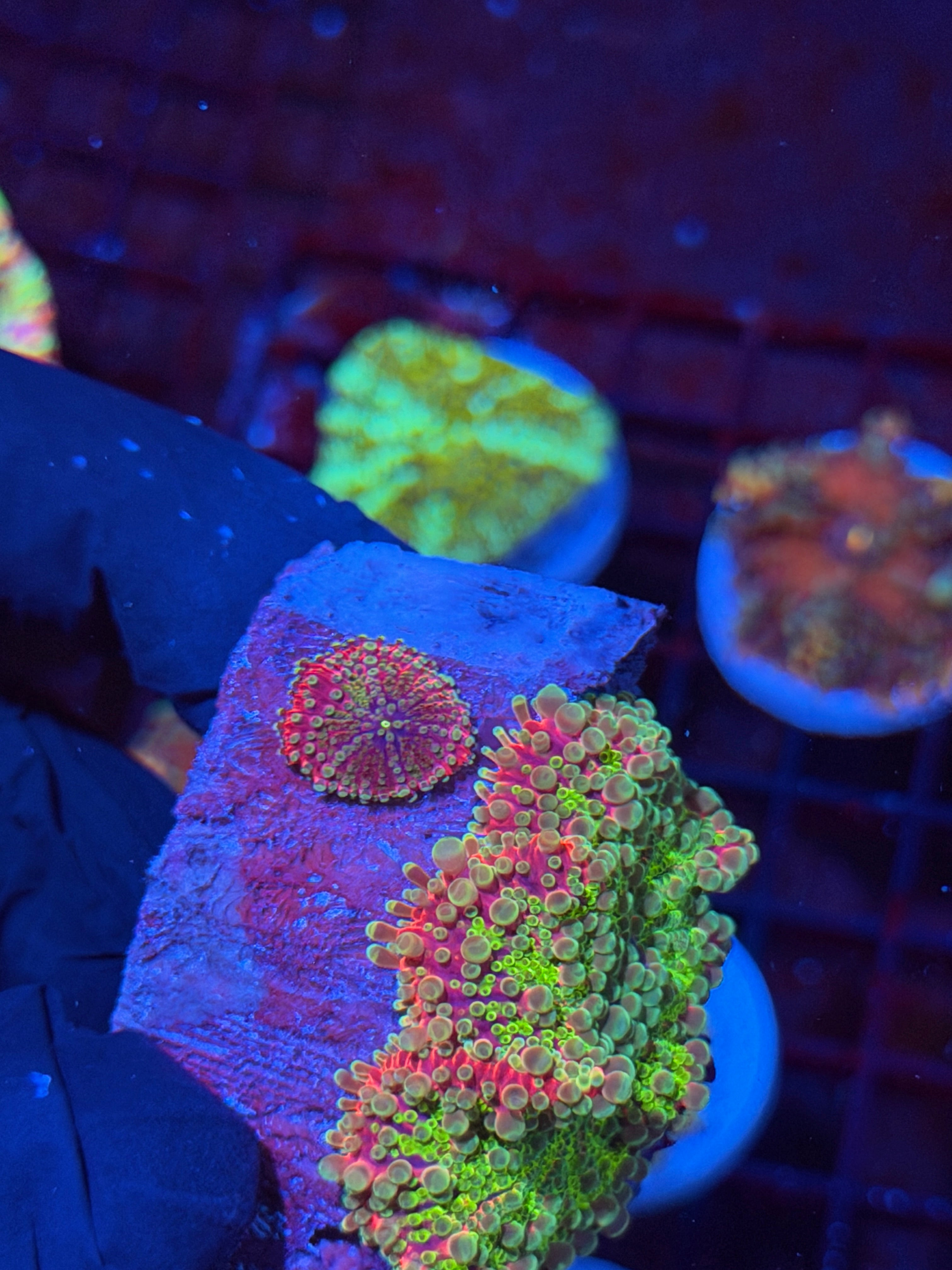 JEA Nuclear Warhead Yuma Mushroom Coral XXL with Baby