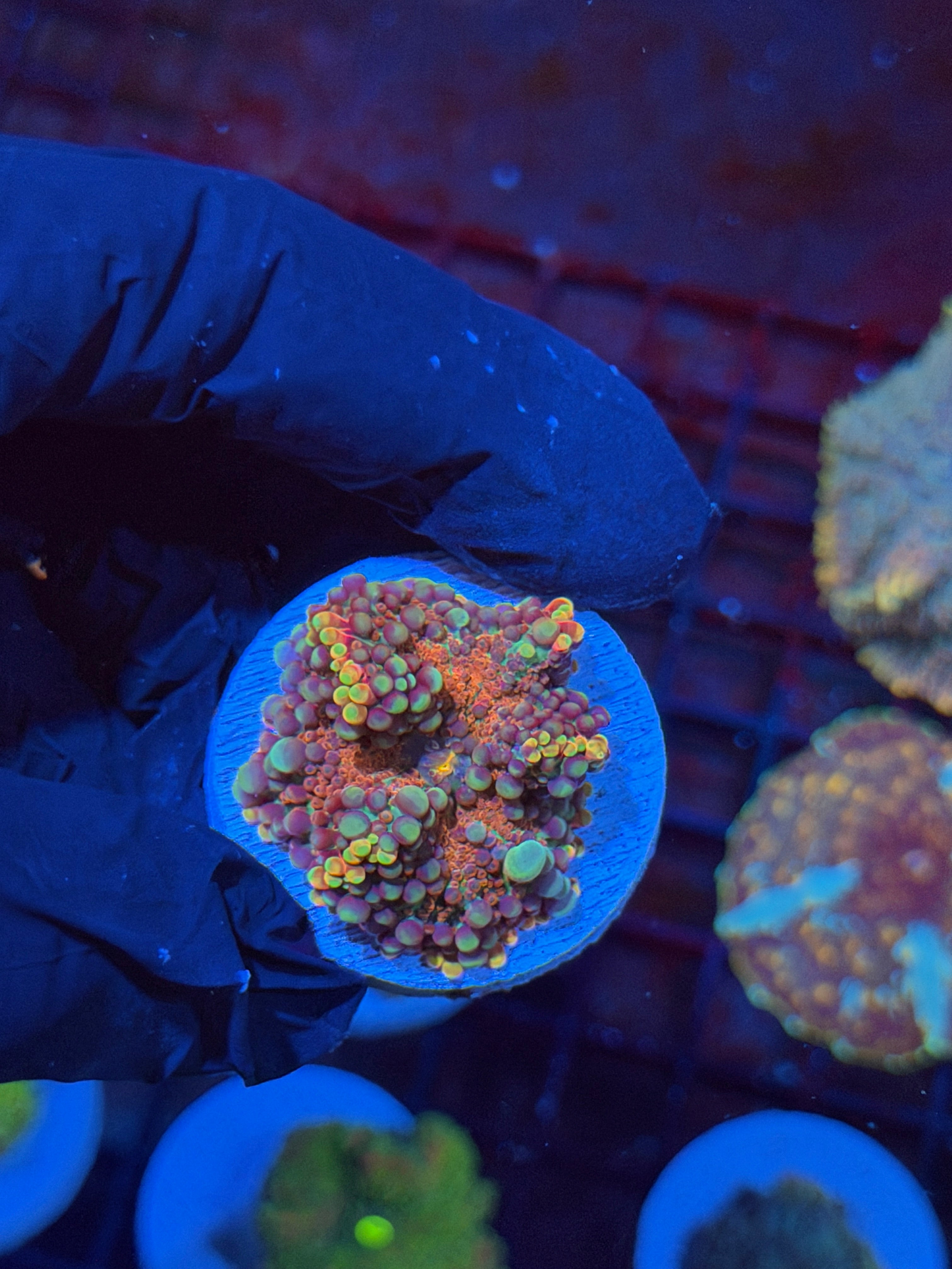JEA Bubble Blaster Bounce Yuma Mushroom Coral
