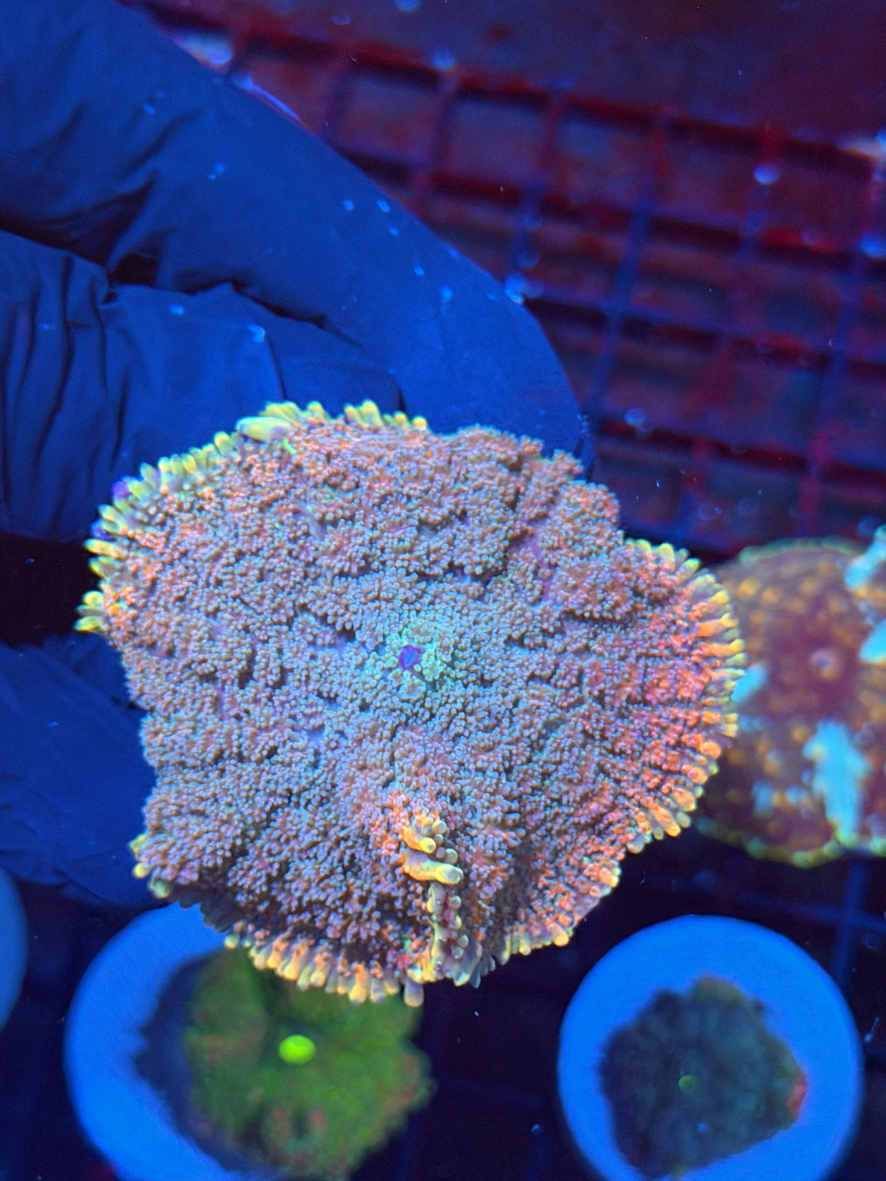 JEA Ghouls N Ghosts Bounce Mushroom Coral XL