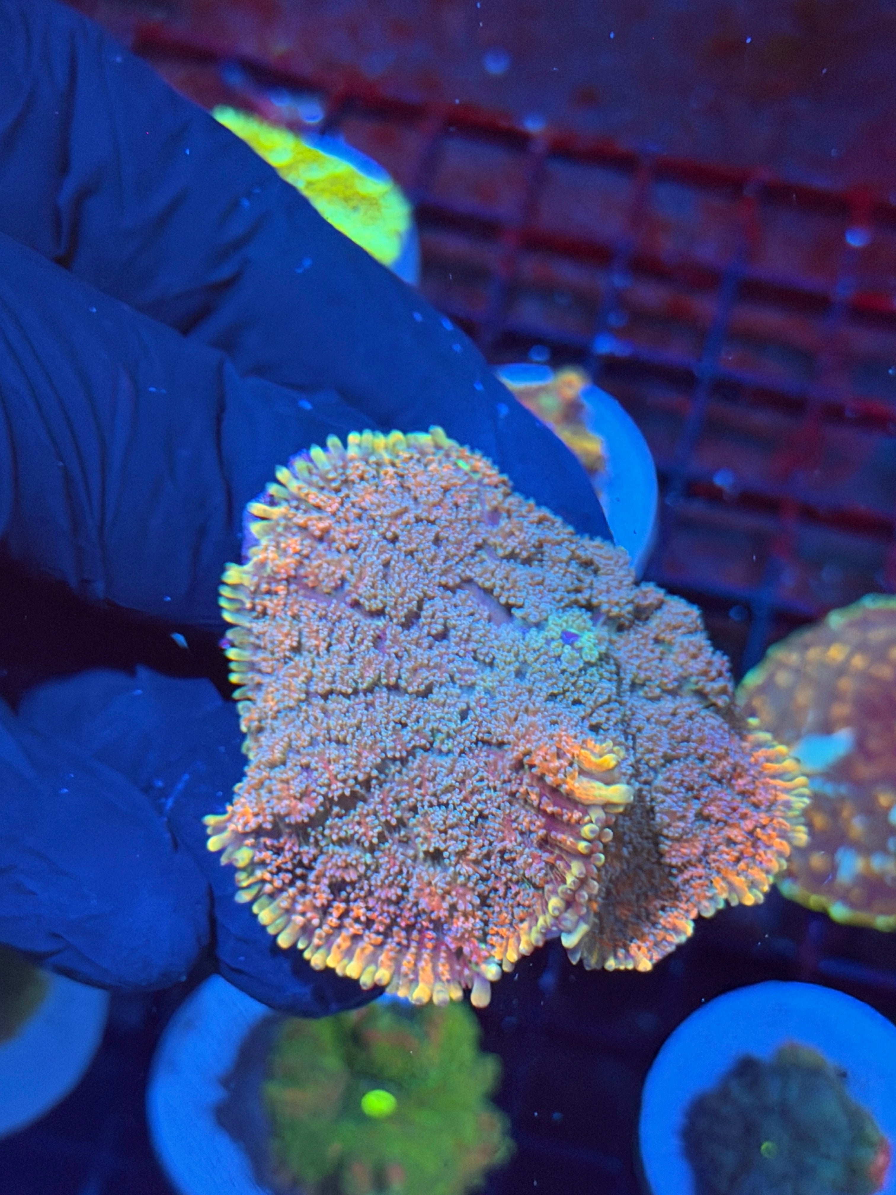 JEA Ghouls N Ghosts Bounce Mushroom Coral XL