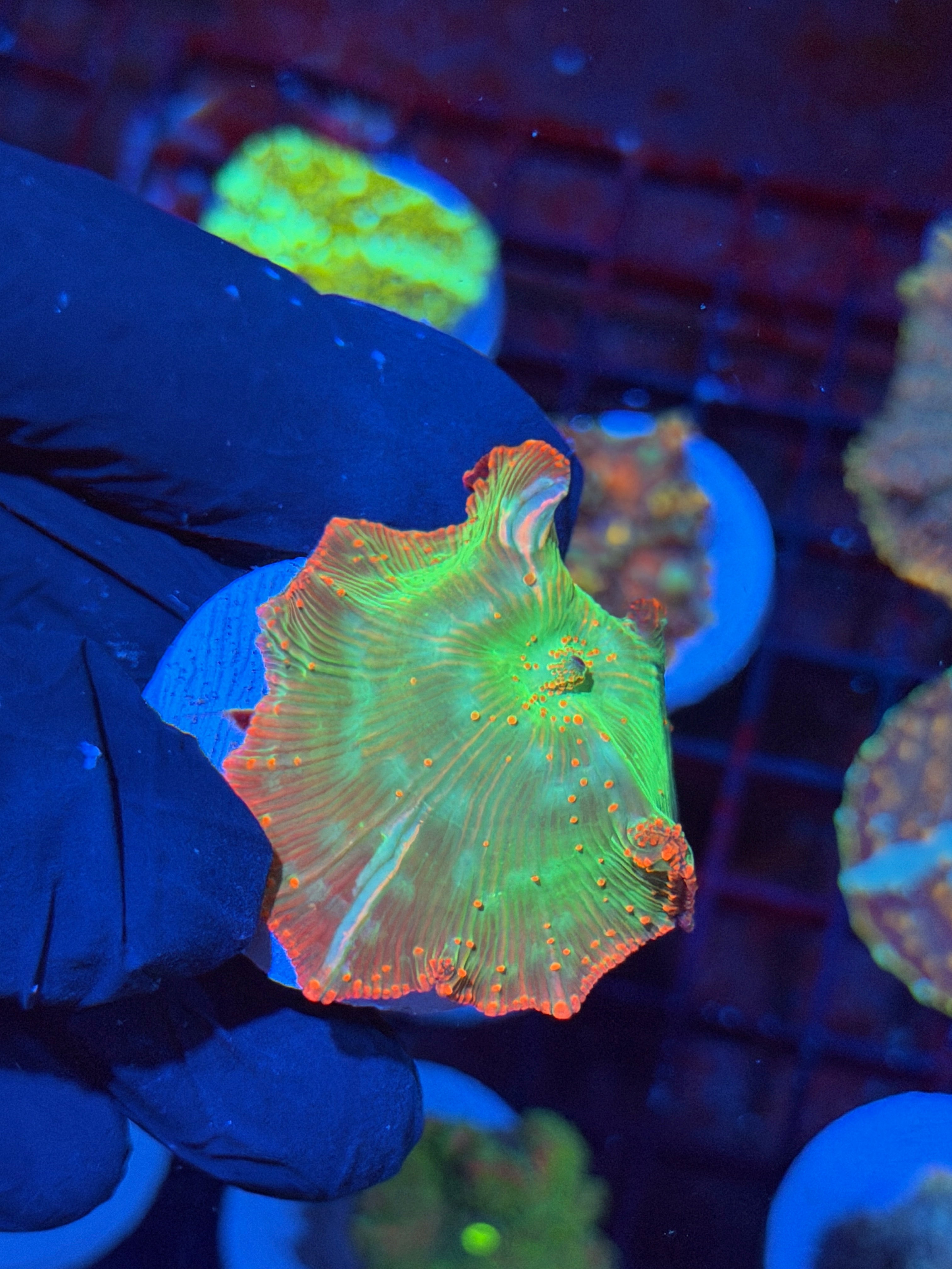 JEA Heartbreaker Eclectus Mushroom Coral XL