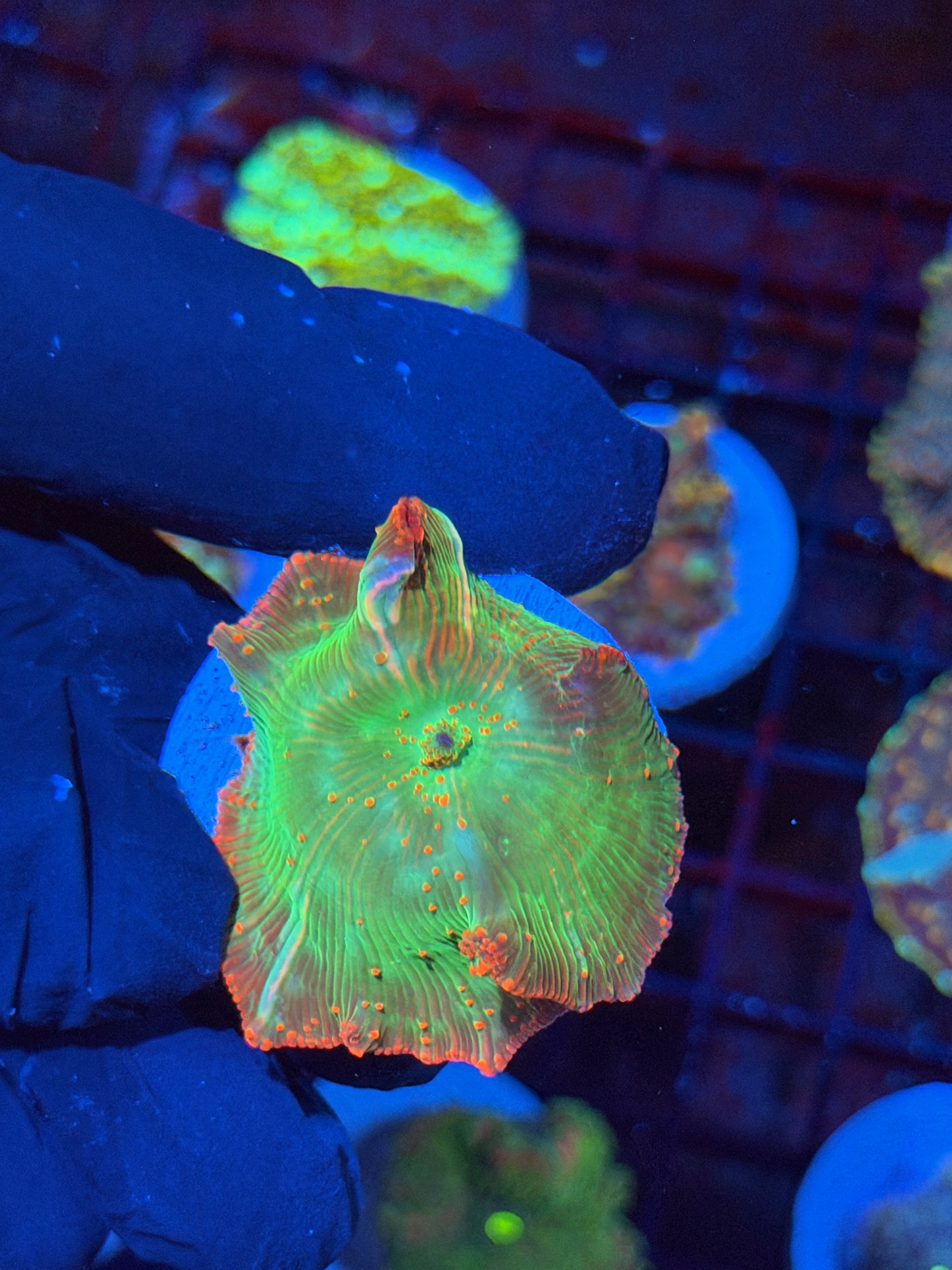 JEA Heartbreaker Eclectus Mushroom Coral XL