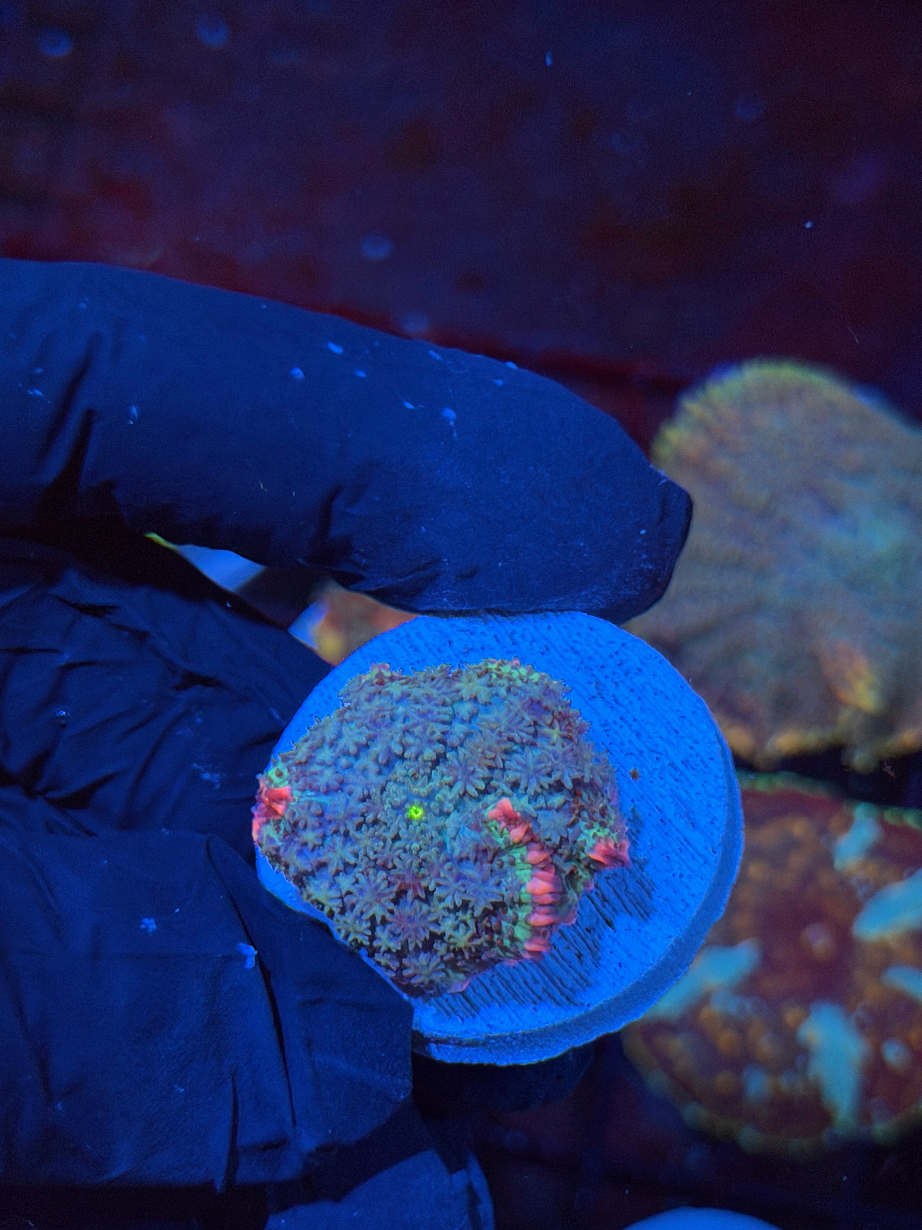 JEA Frankenstein Mushroom Coral