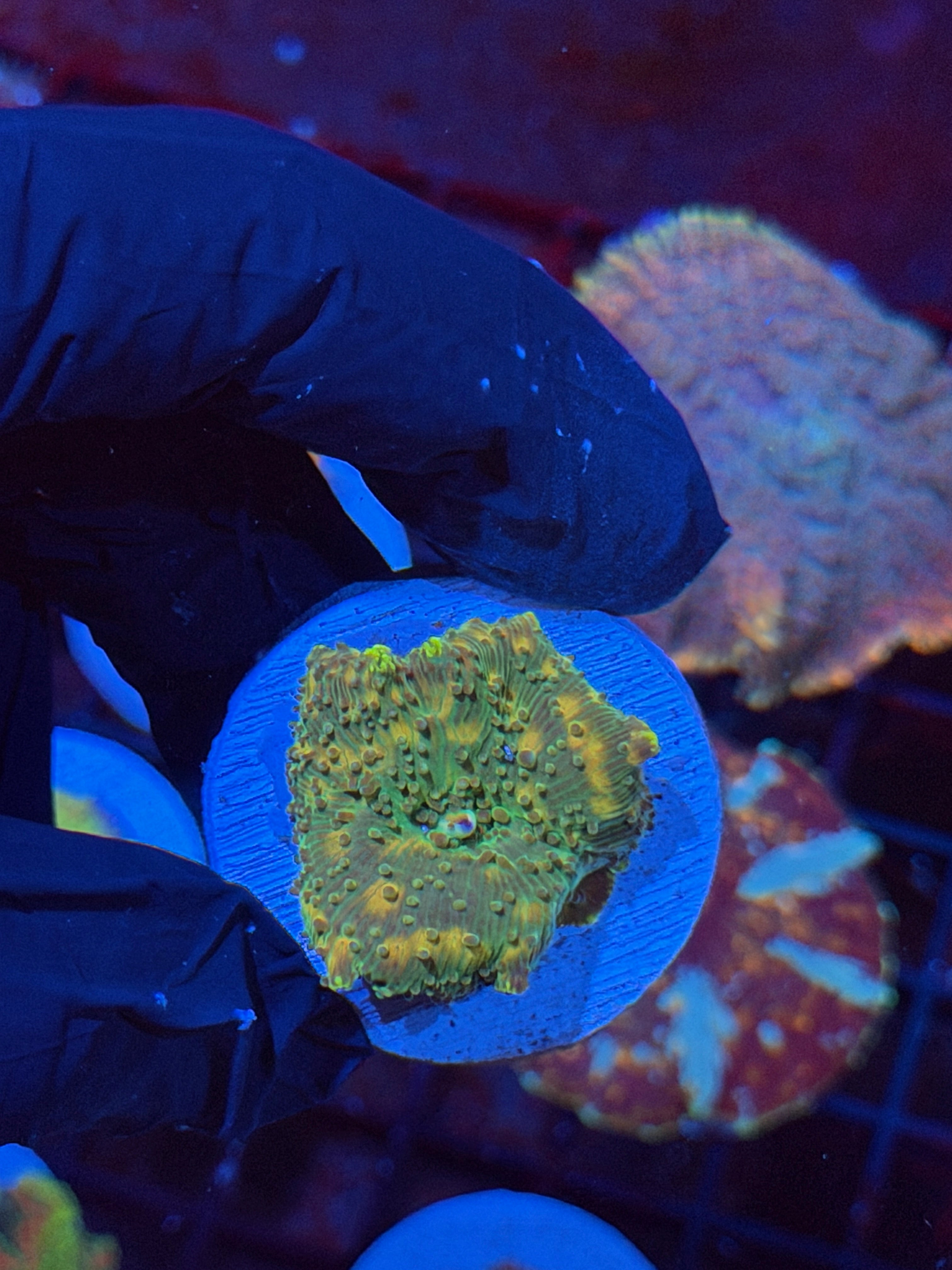 JEA Space Invader Jawbreaker Mushroom Coral XL