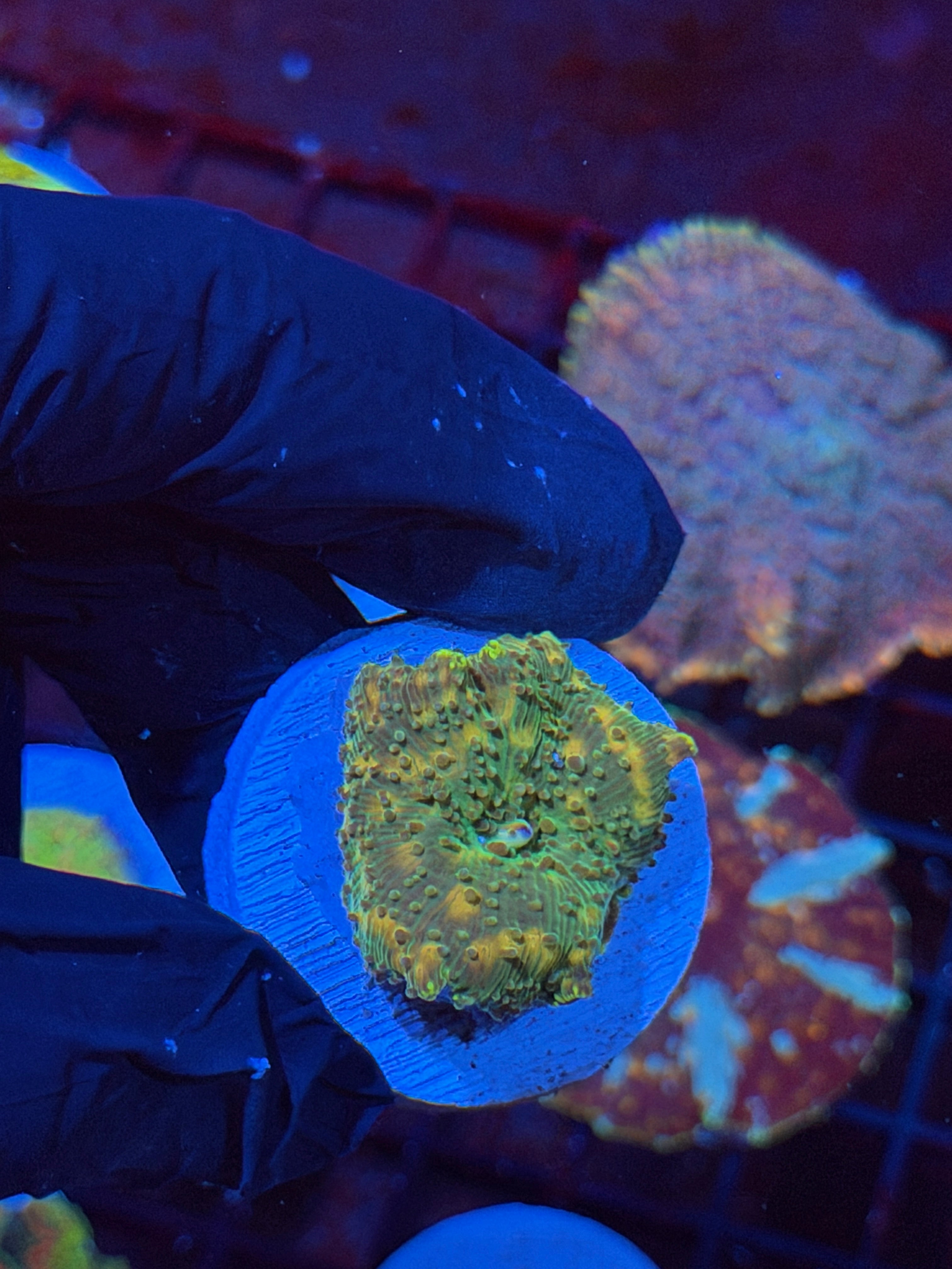 JEA Space Invader Jawbreaker Mushroom Coral XL