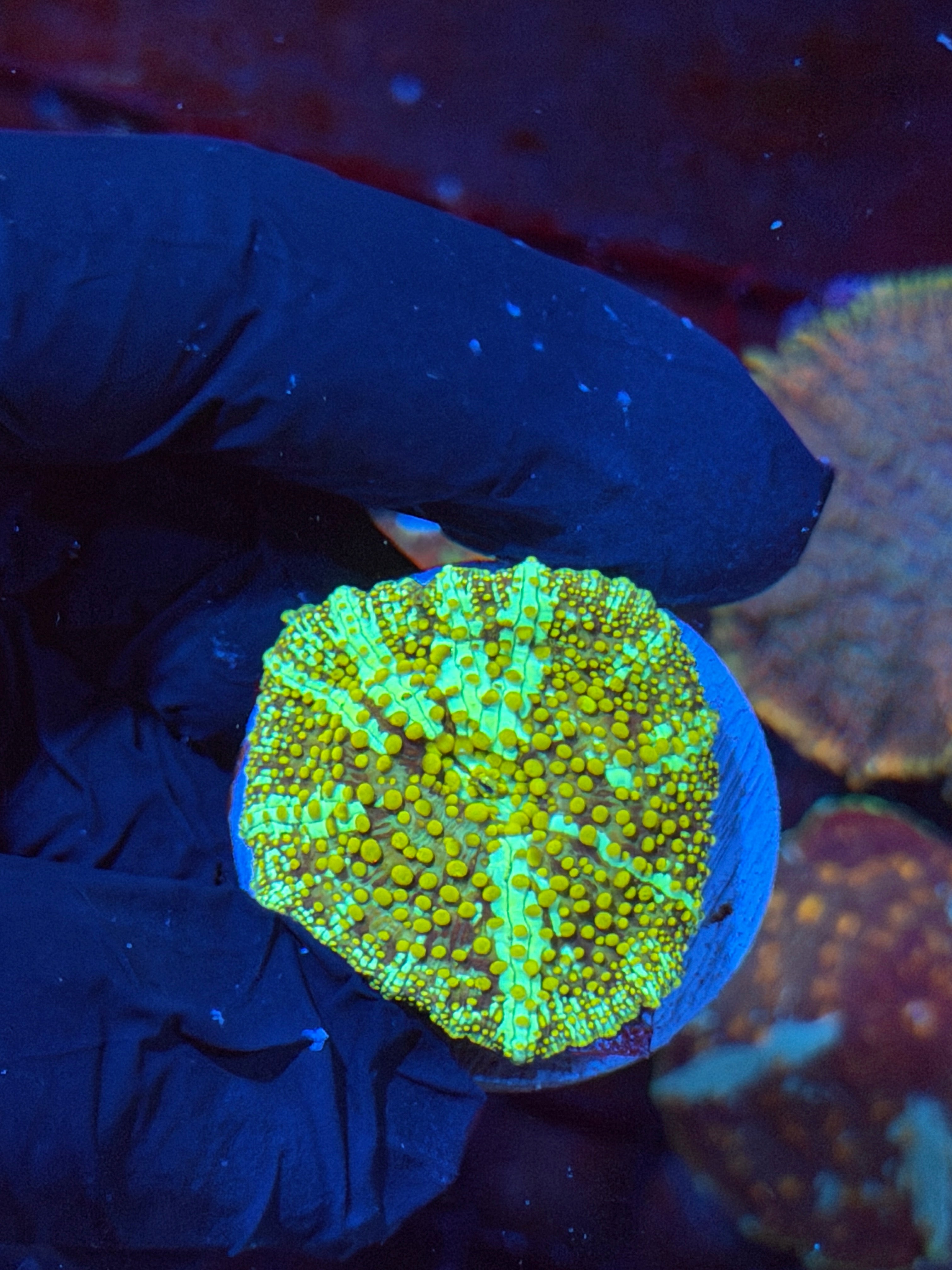JEA King Midas Jawbreaker Mushroom Coral XL