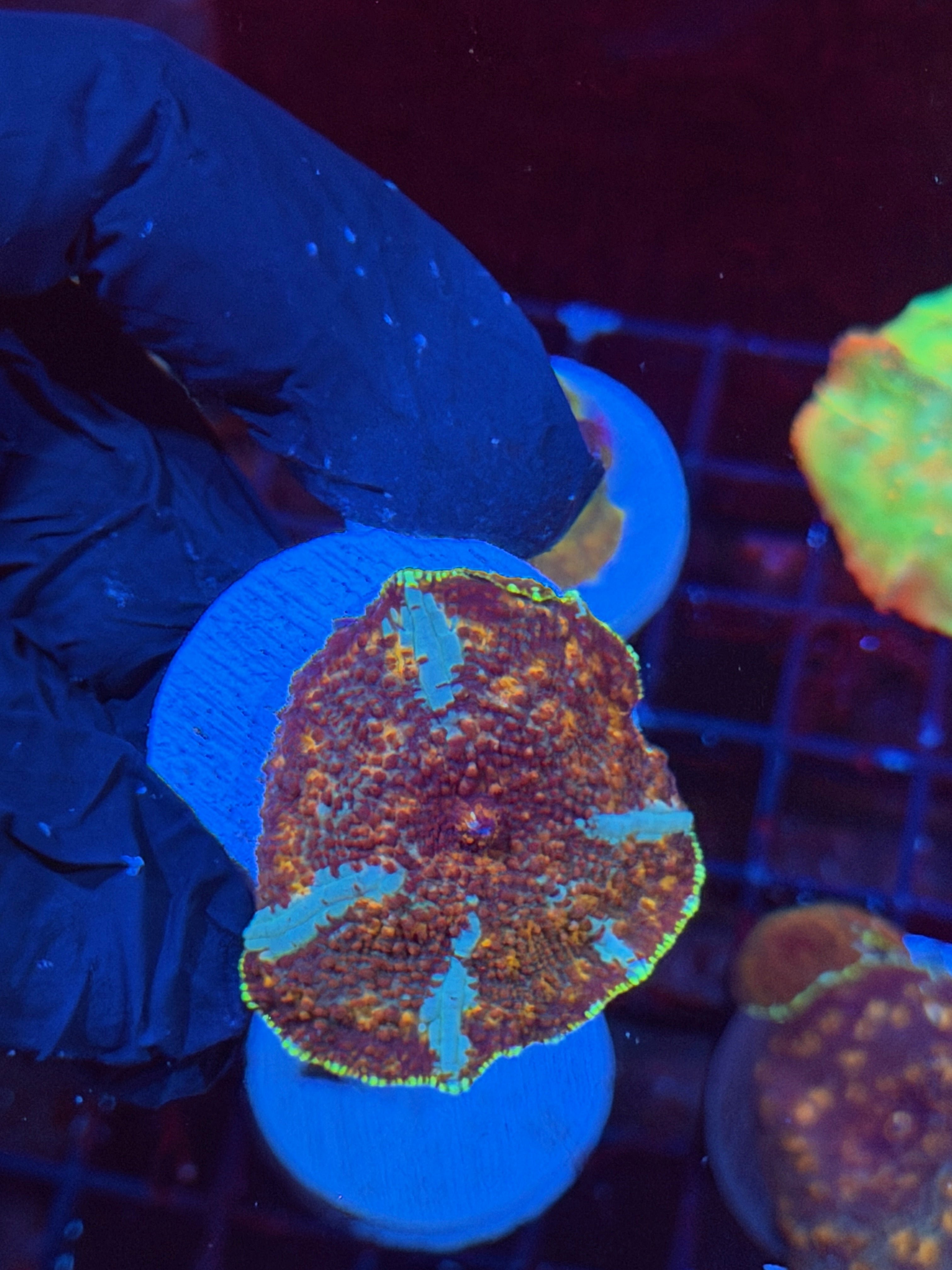 JEA Riot Shield Jawbreaker Mushroom Coral XL
