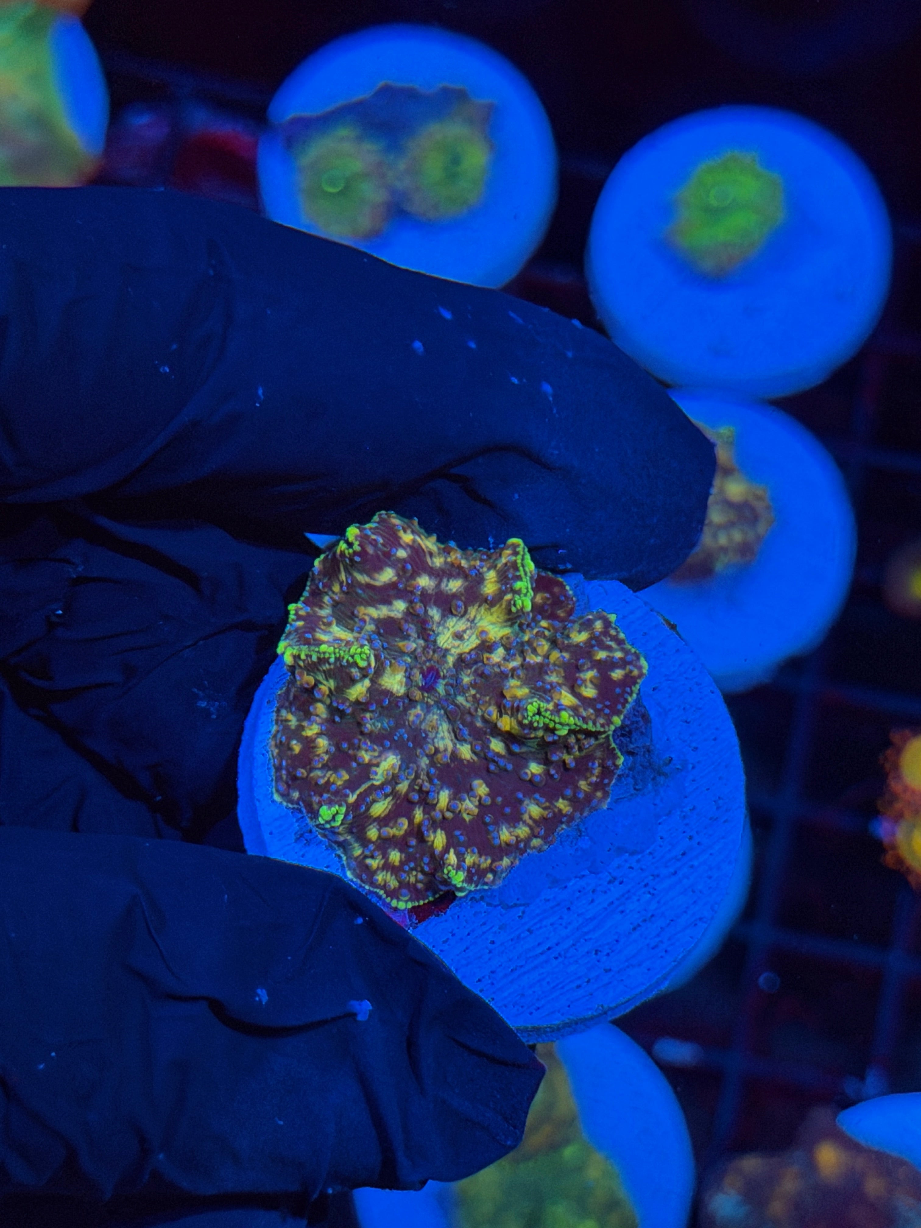 JEA Demogorgon Jawbreaker Mushroom Coral XL
