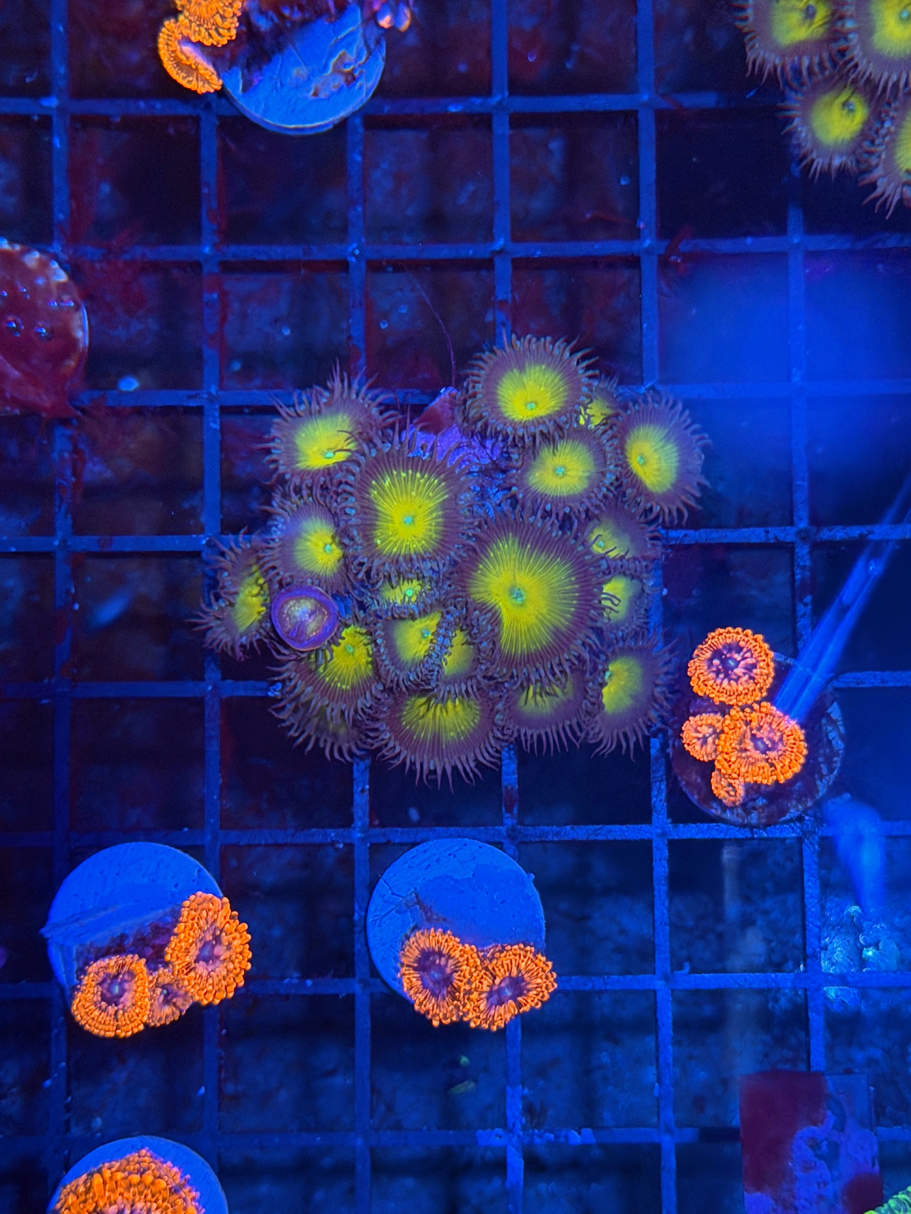 JEA Capt Jerk Zoanthid Coral Mini Colony