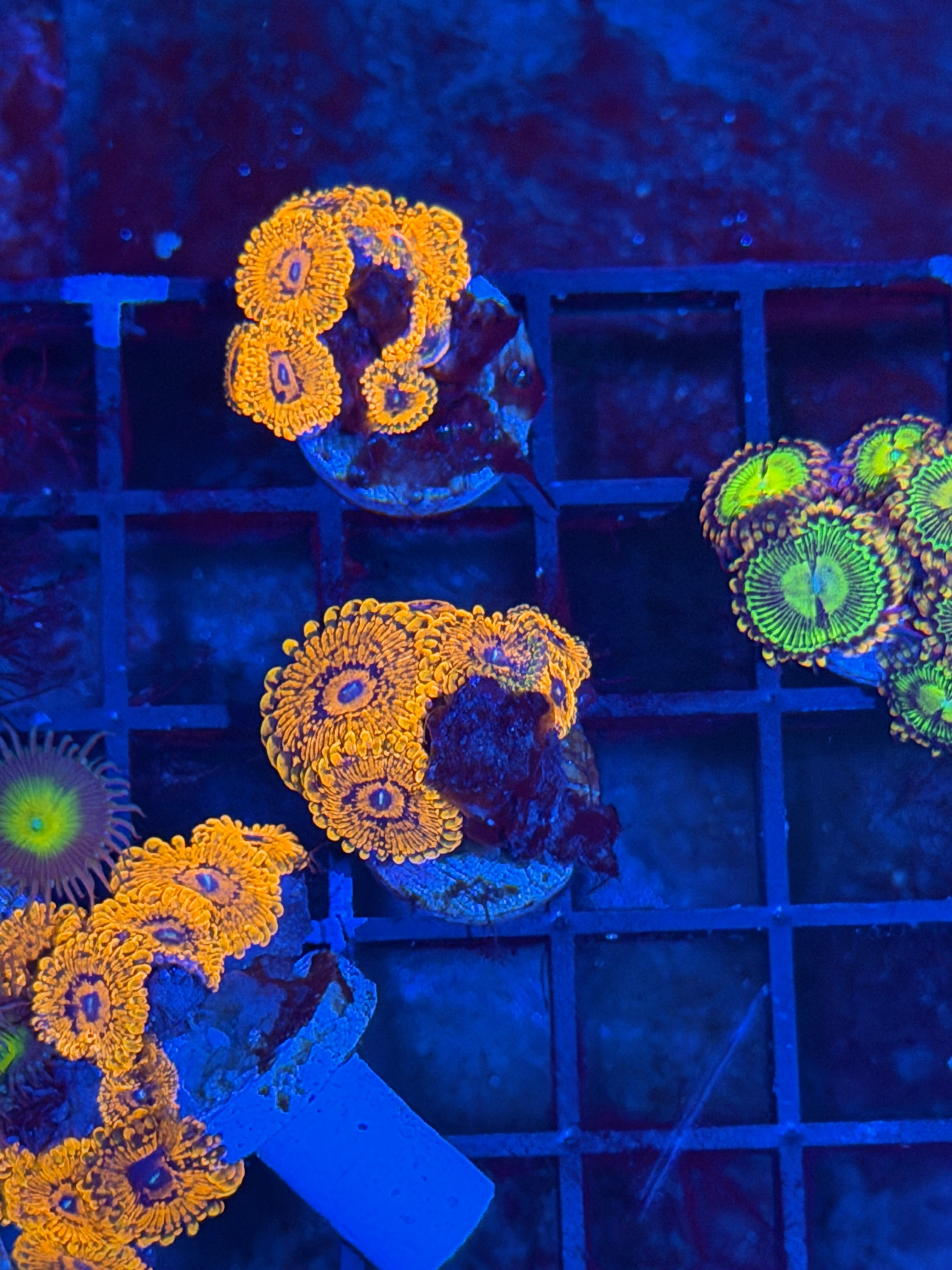 JEA Darth Maul Zoanthid Coral 6 Polyps