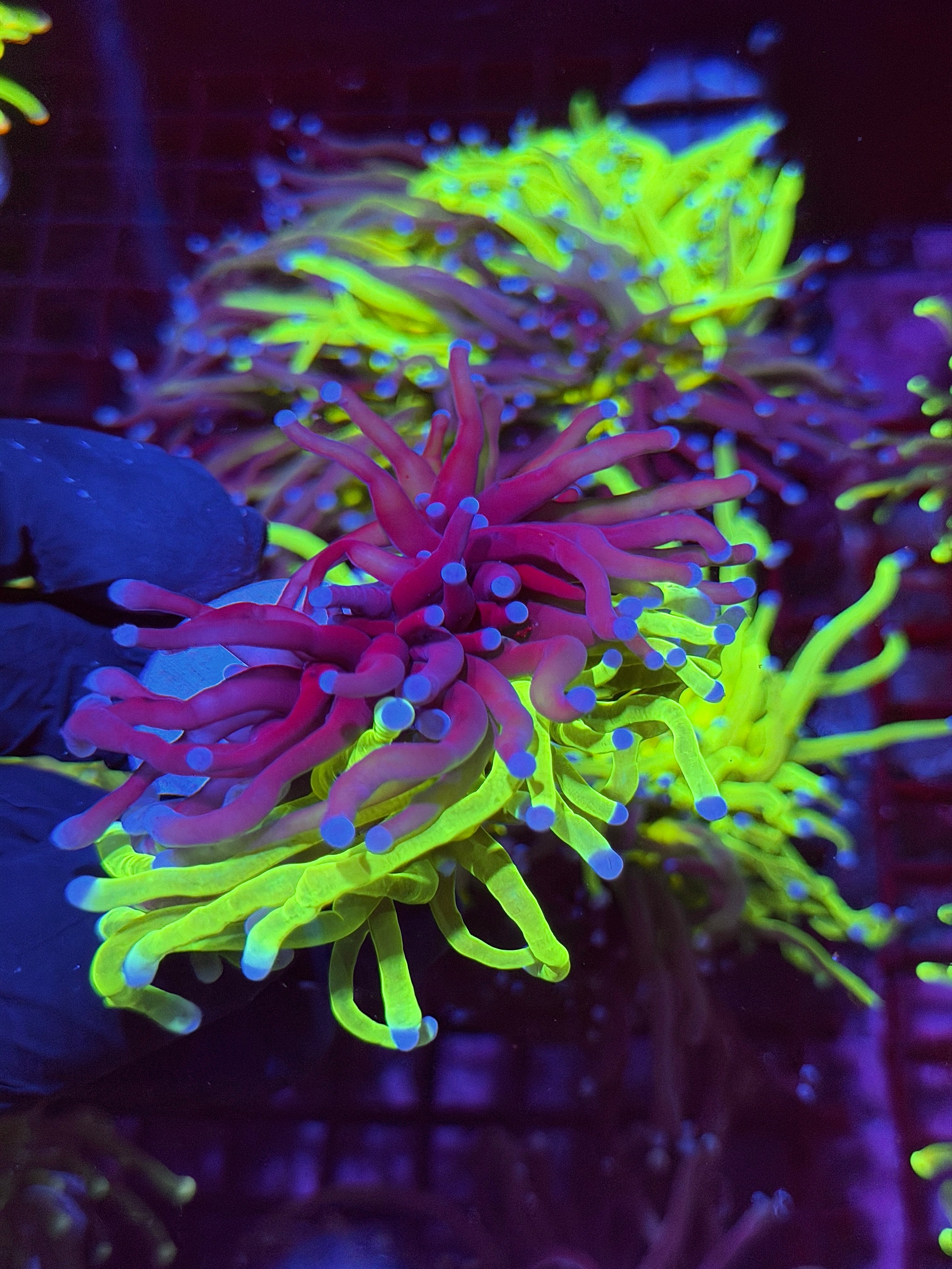 JEA 50/50 Grafted Holy Grail Torch Coral 1 XXL Head Splitting