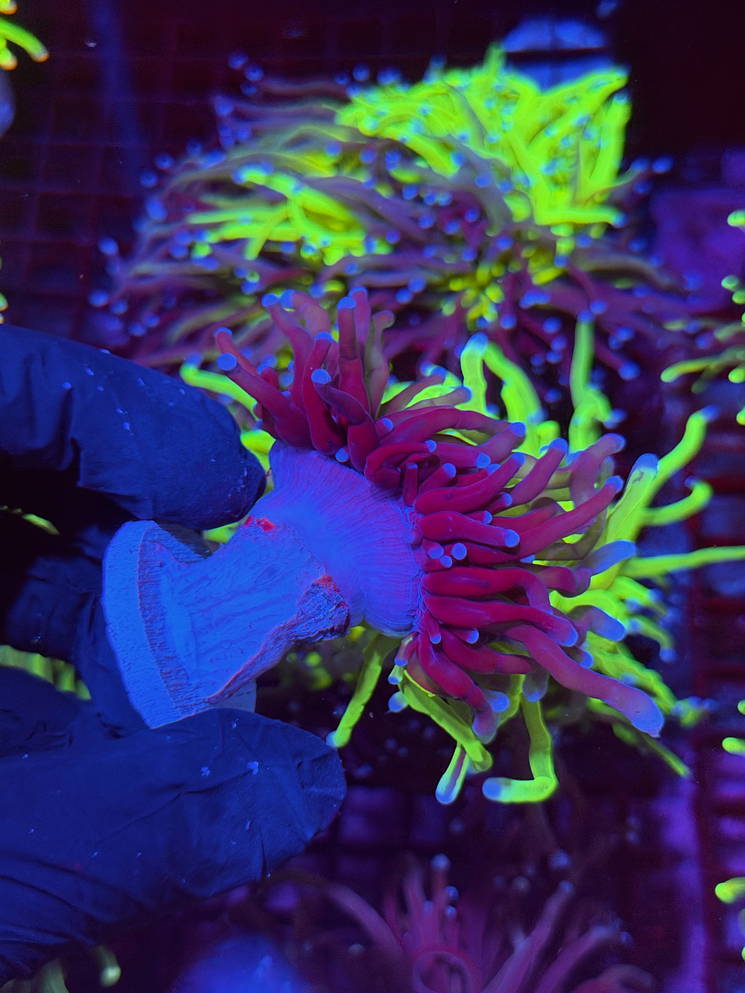 JEA 50/50 Grafted Holy Grail Torch Coral 1 XXL Head Splitting
