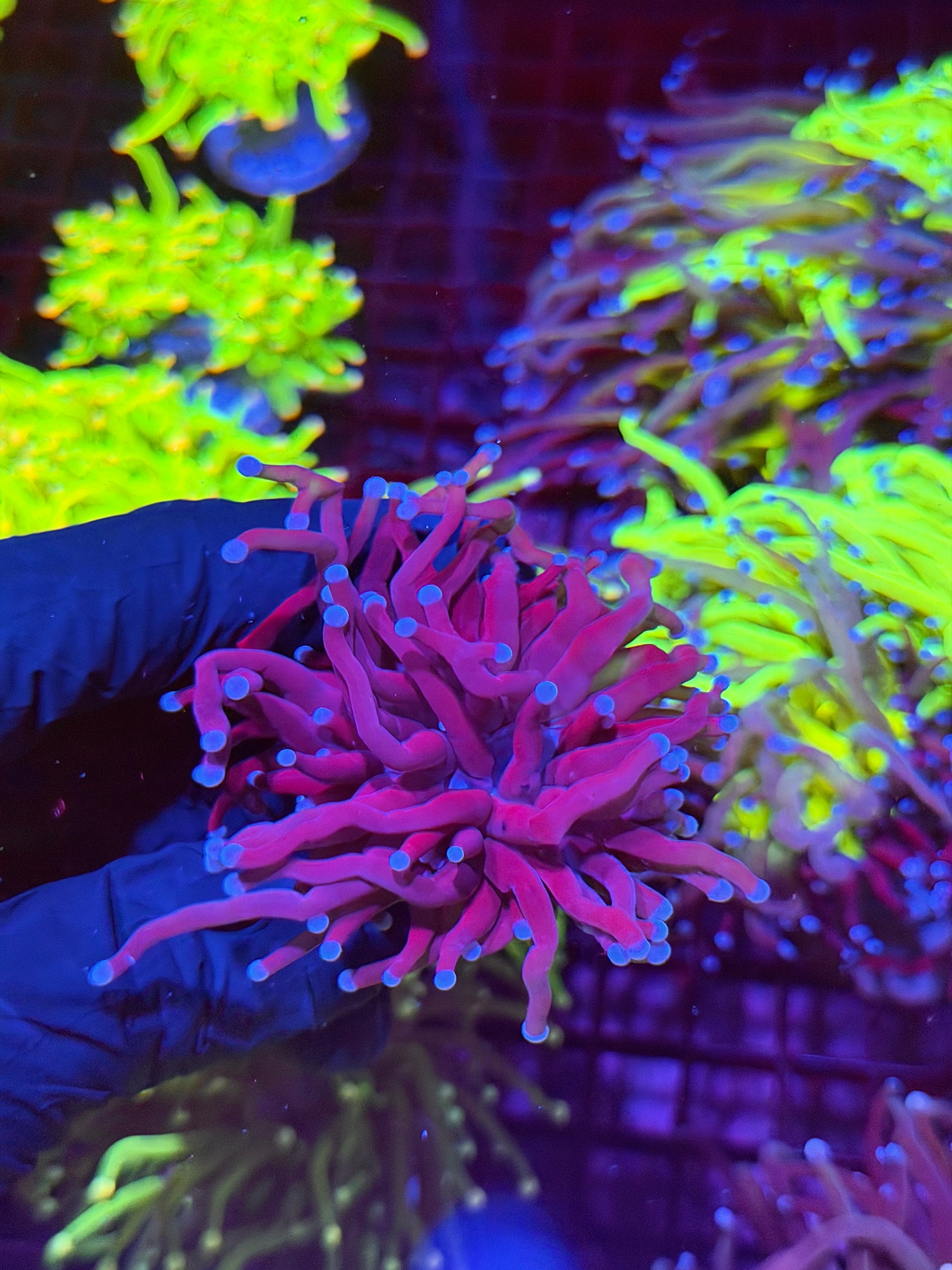 JEA Death Star Grail Torch Coral ( From Grafted HG Colony)