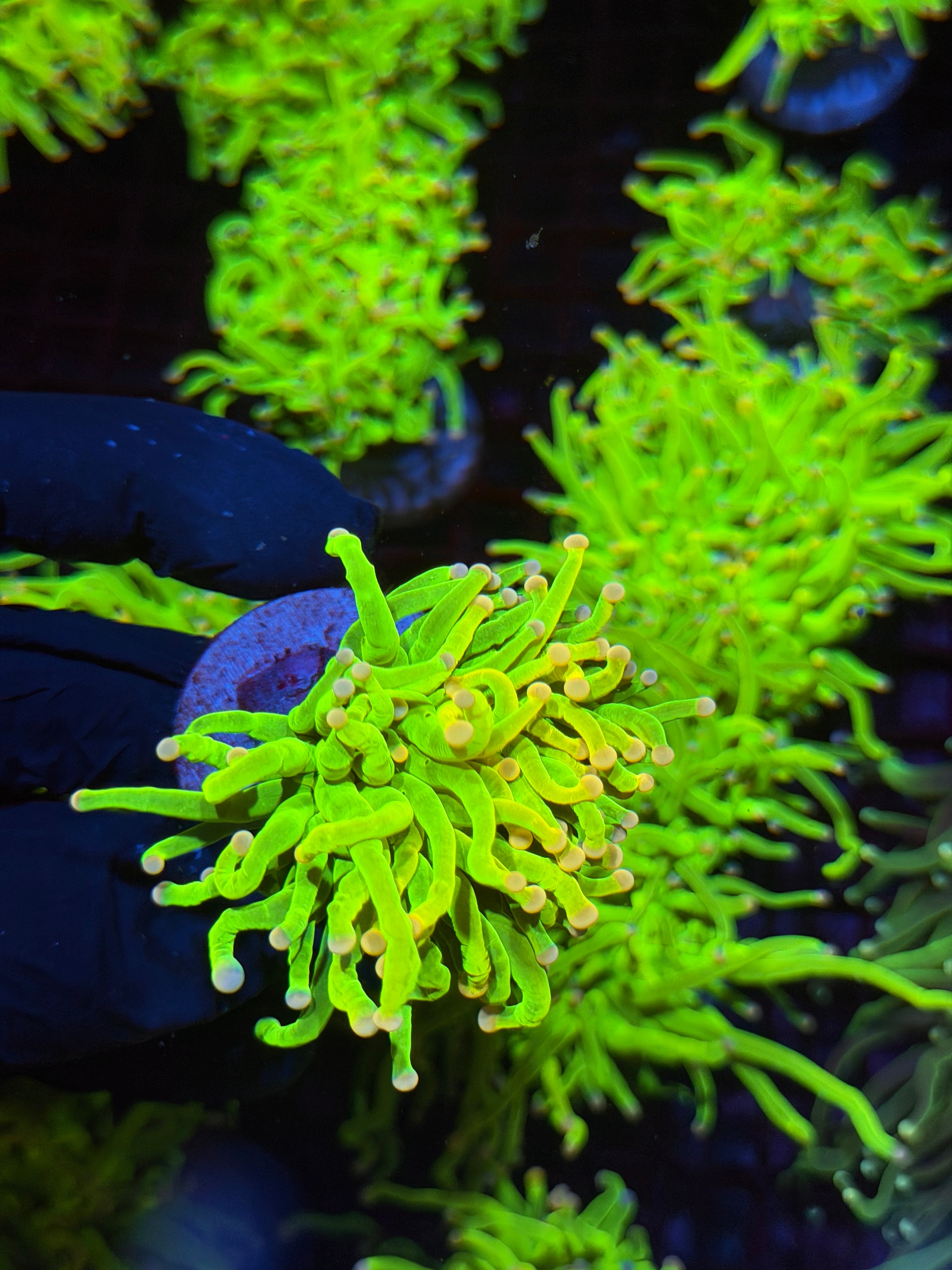 JEA Skittles Holy Grail Torch Coral 1 Head XL