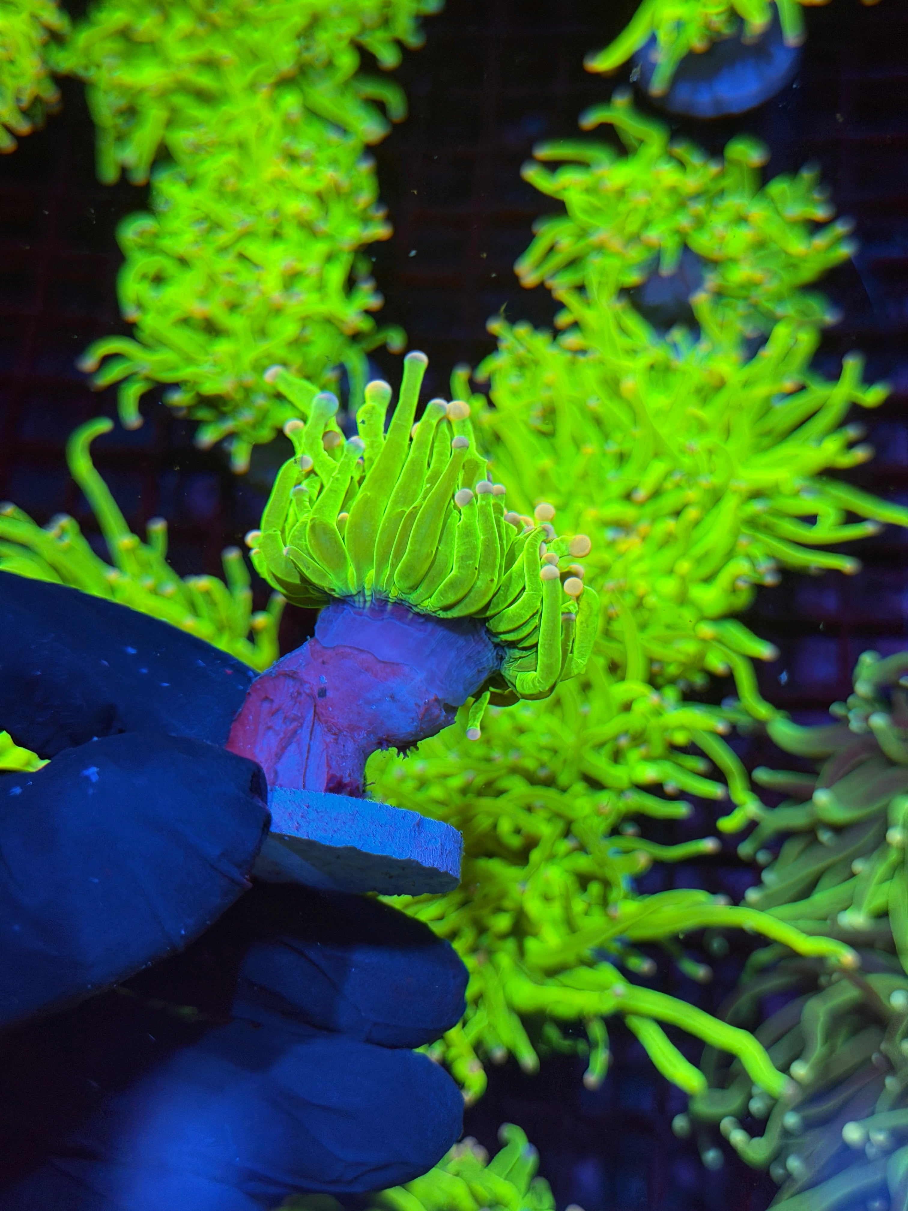 JEA Skittles Holy Grail Torch Coral 1 Head XL